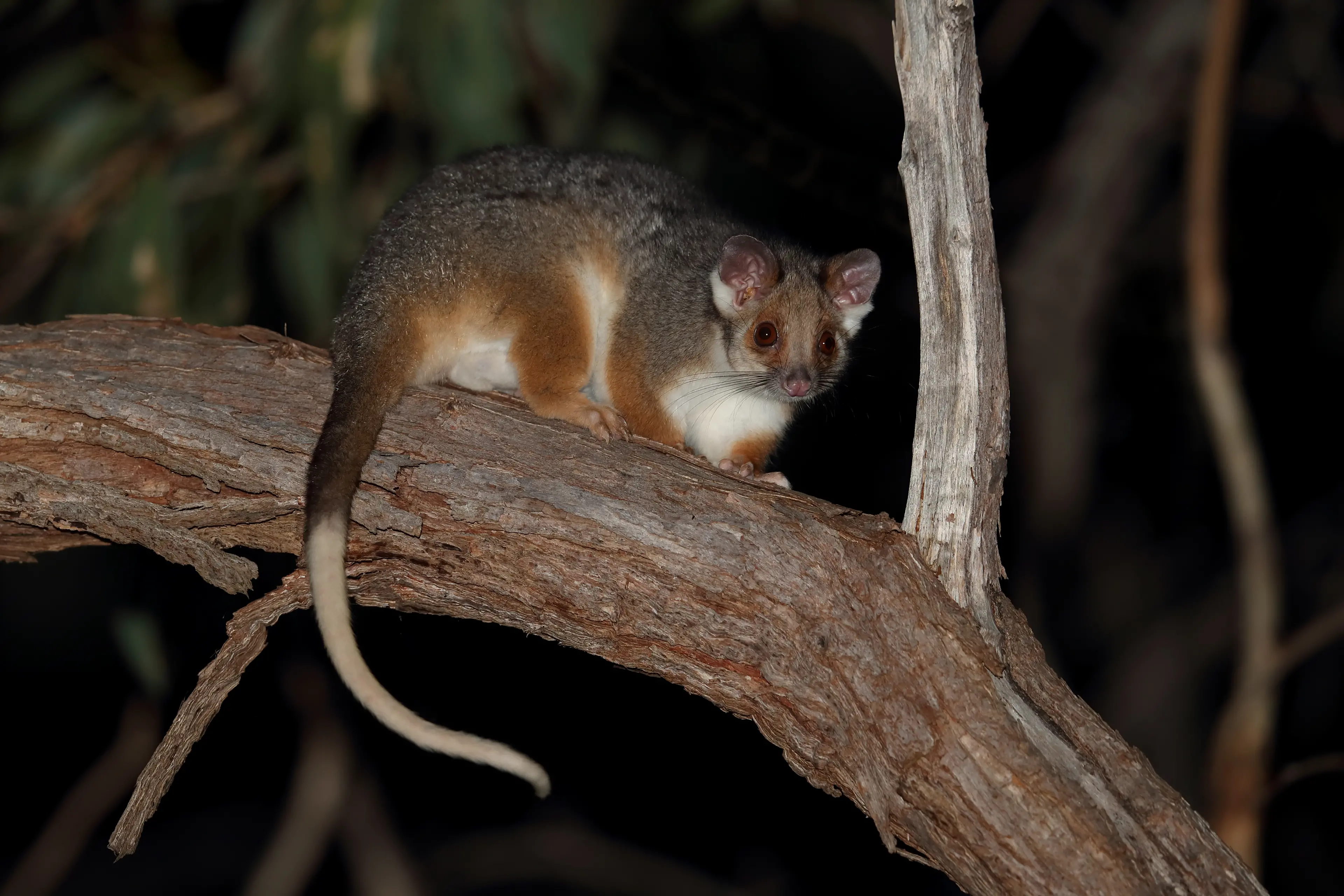<p>I LOVE THE NIGHTLIFE: Ring-tailed Possums are one of the most common arboreal mammals found across the region. PHOTO: Chris Tzaros (Birds Bush and Beyond)</p>\\n