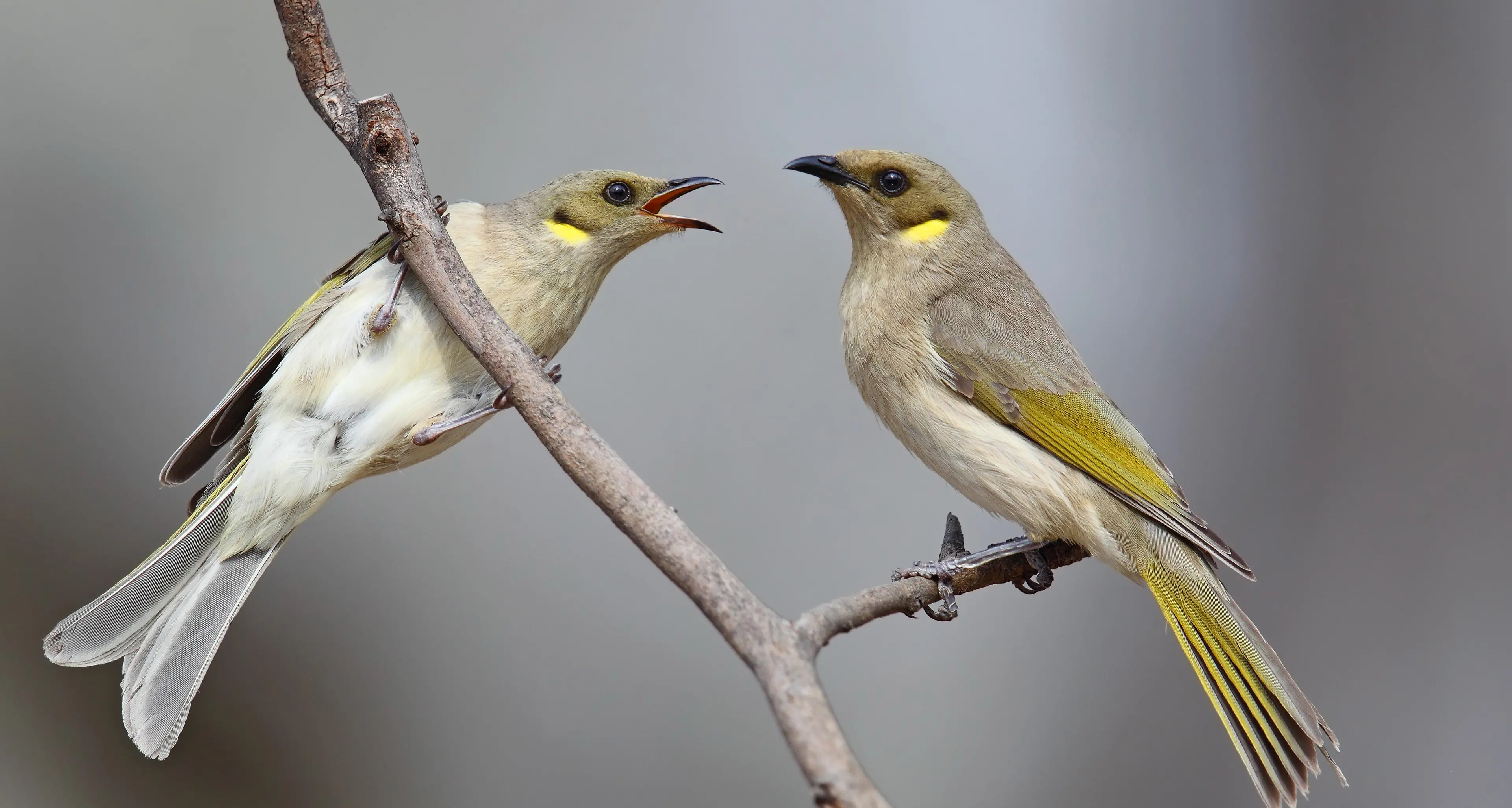 Fuscous Honeyeater – hyper-active and fearless