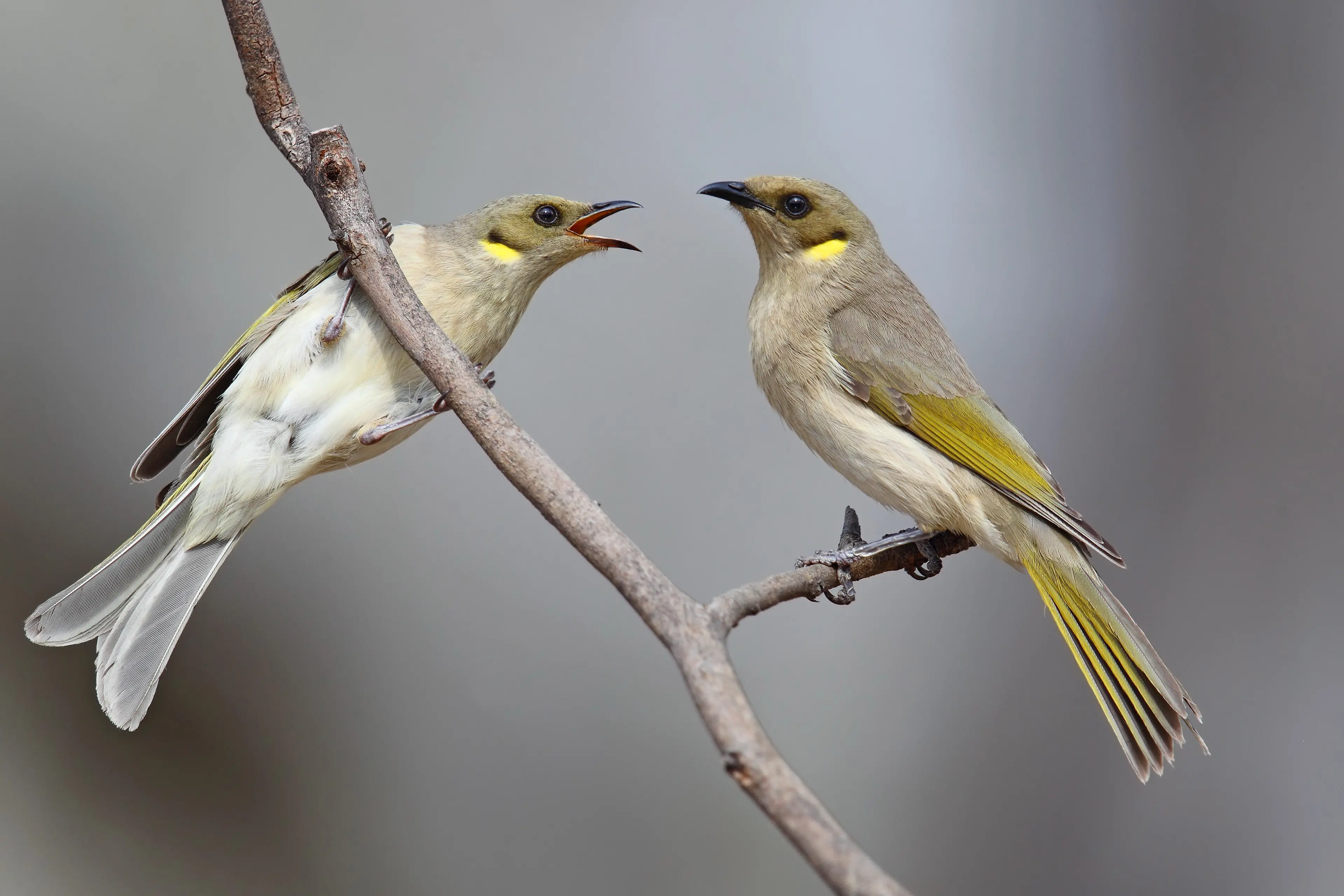 <p>DON\\'T MESS WITH THE FUSCOUS: One Fuscous Honeyeaters scolding another. PHOTO: Chris Tzaros (Birds Bush and Beyond)</p>\\n