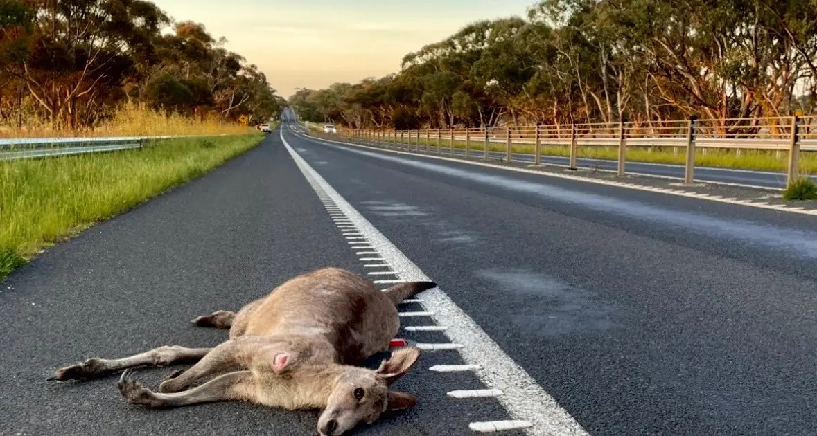 Paramedic plea: beware native animals on roads