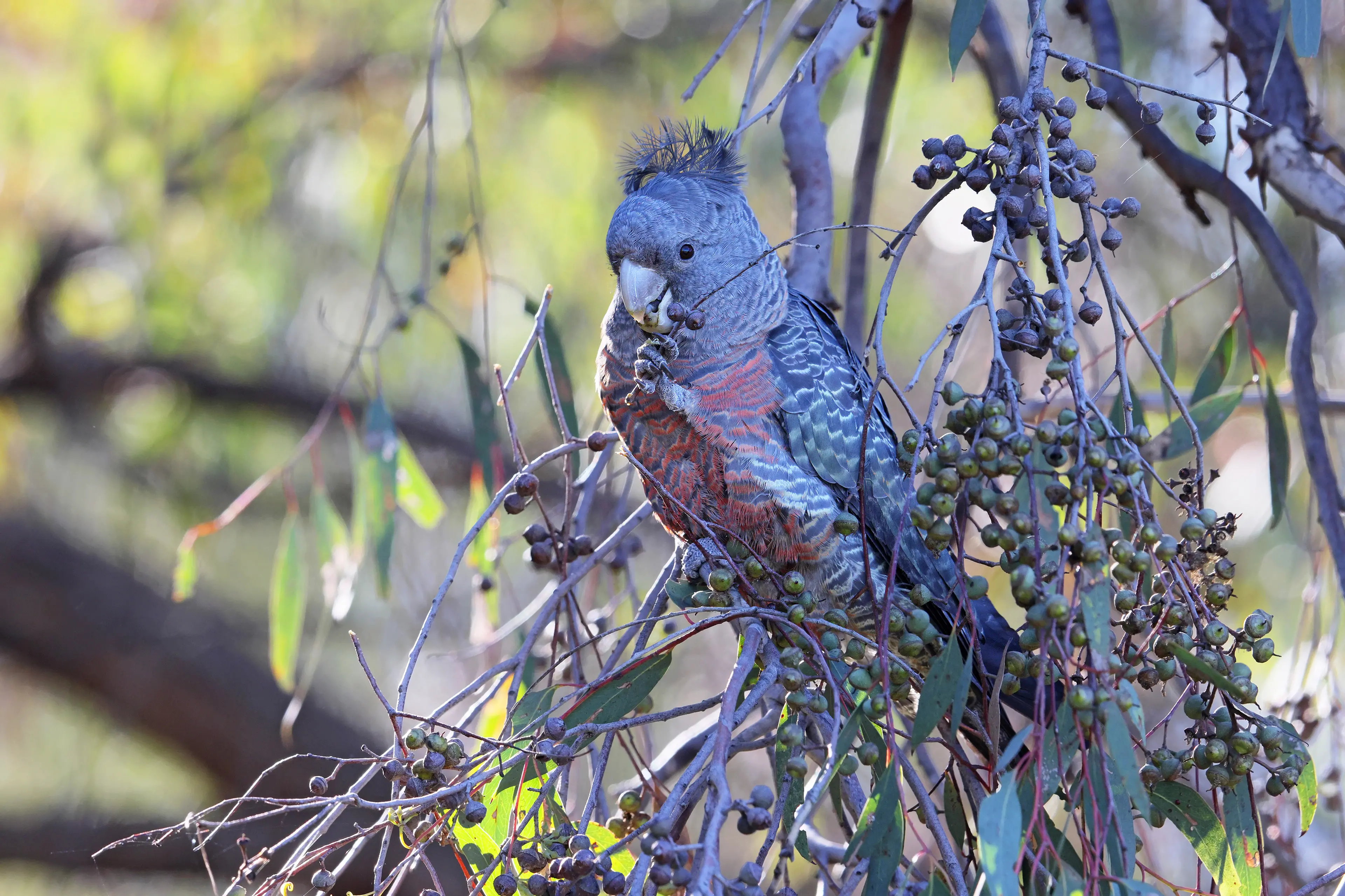 <p>NOISY EATERS: Munching on their favoured food of gumnuts, this female Gang-gang Cockatoo allows a close approach. PHOTO: Chris Tzaros (Birds Bush and Beyond)</p>\\n