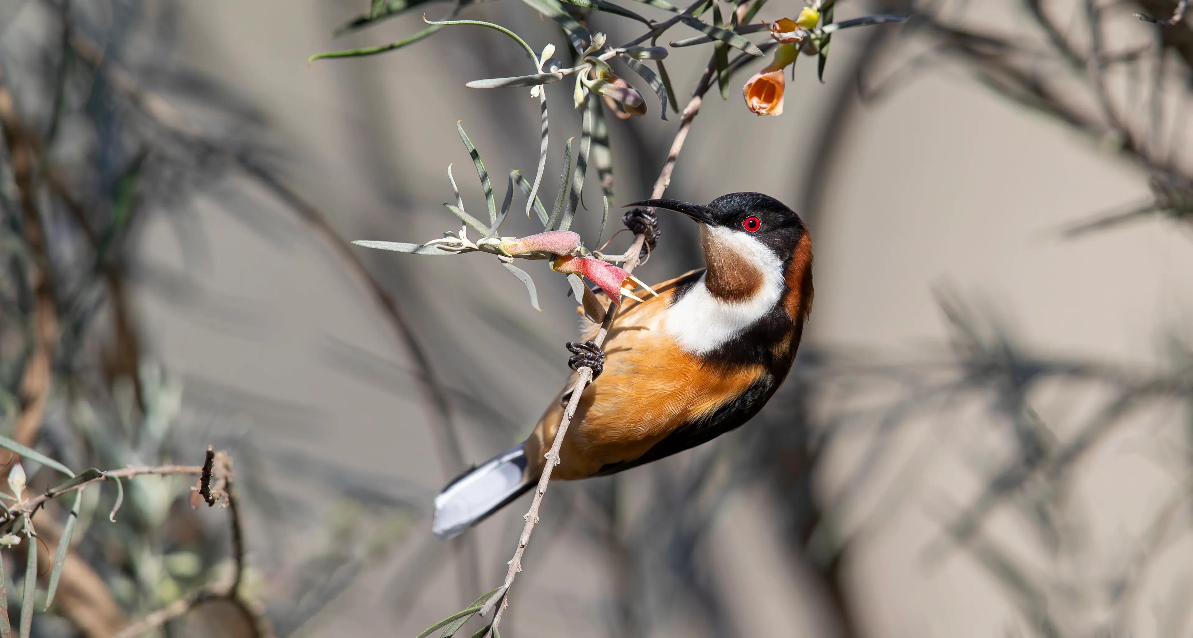 The unique Eastern Spinebill
