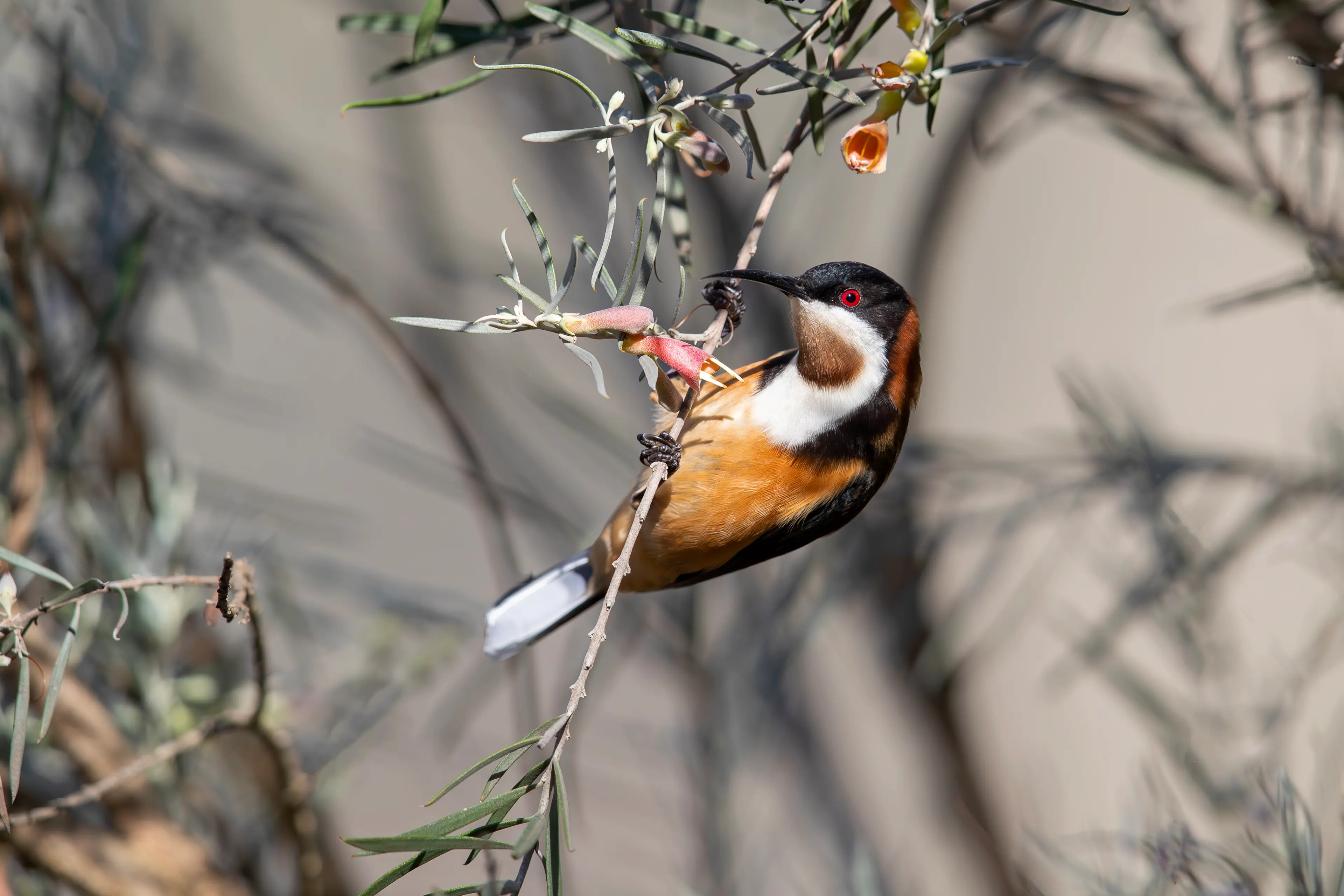 <p>WHO\\'S A PRETTY BIRD?: An Eastern Spinebill about to feed on an emubush flower. PHOTO: Chris Tzaros (Birds Bush and Beyond)</p>\\n
