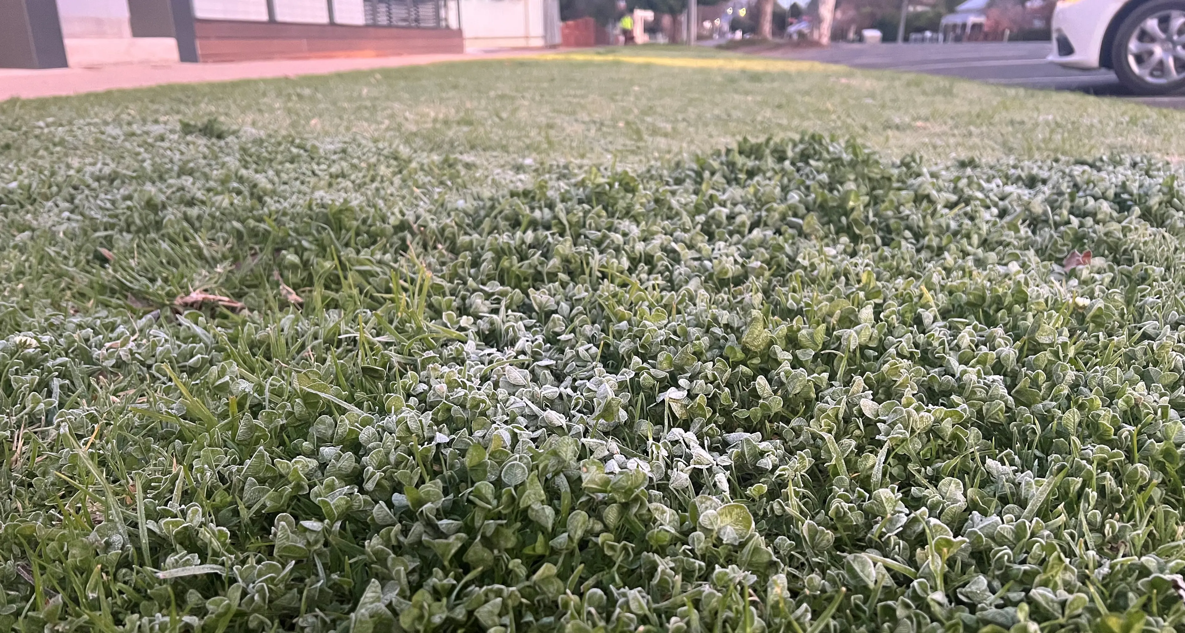 Early autumn frost for Wangaratta