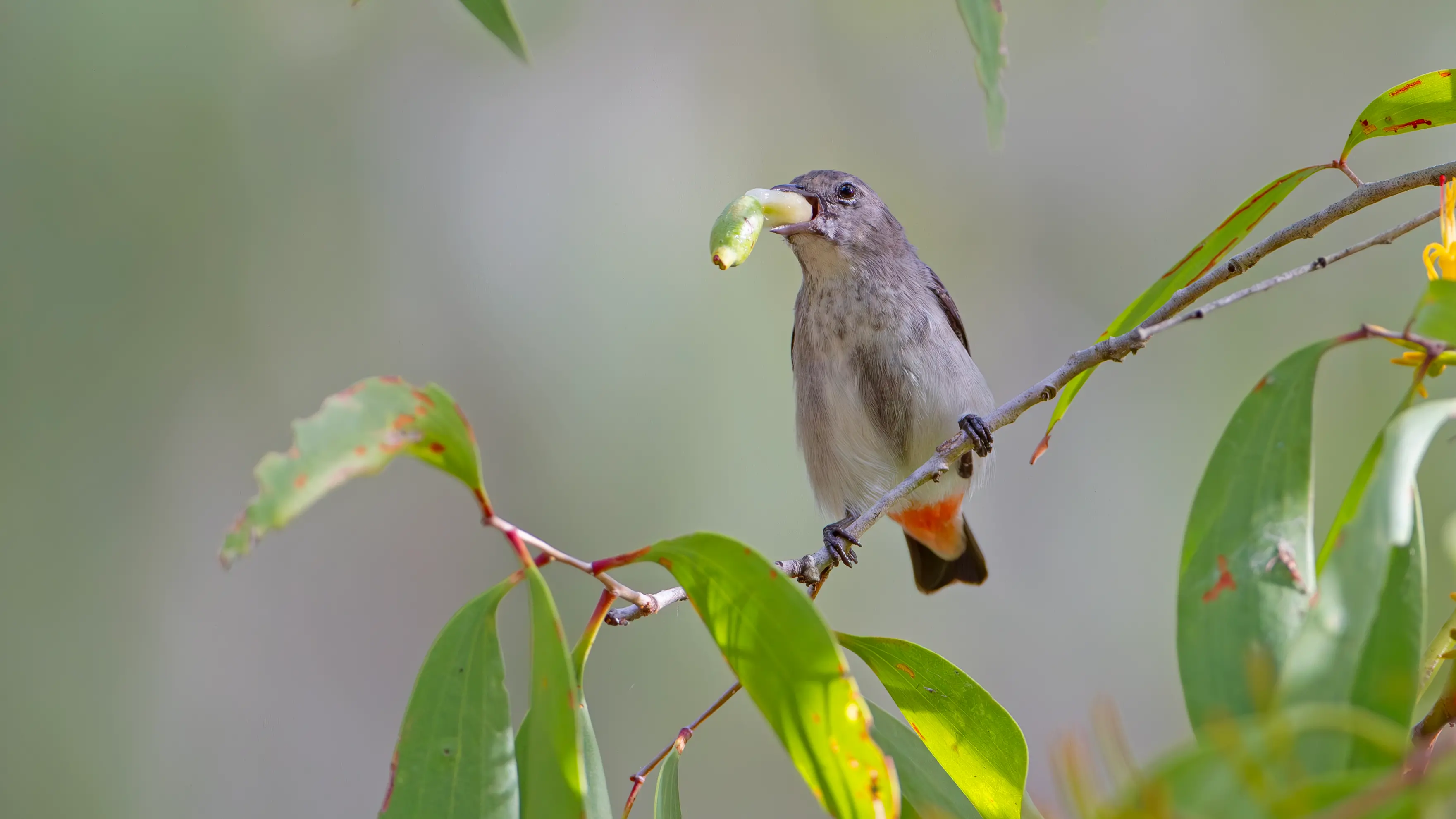 The Mistletoebird – a tiny bird with a huge role to play