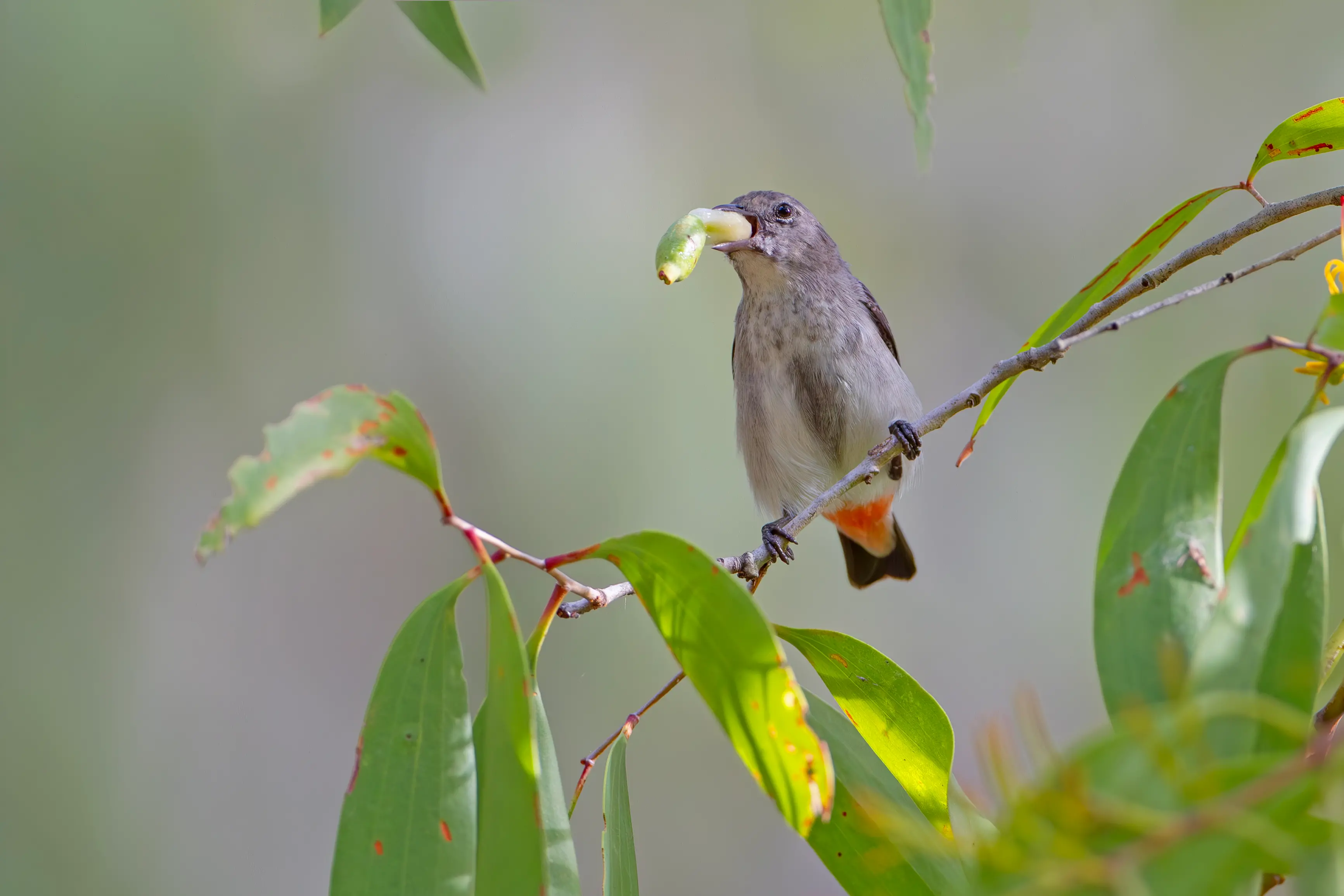 <p>PERFECT PARTNERS: Mistletoe on the menu - a female Mistletoebird devours a main course mistletoe fruit. PHOTO: Chris Tzaros (Birds Bush and Beyond)</p>\\n