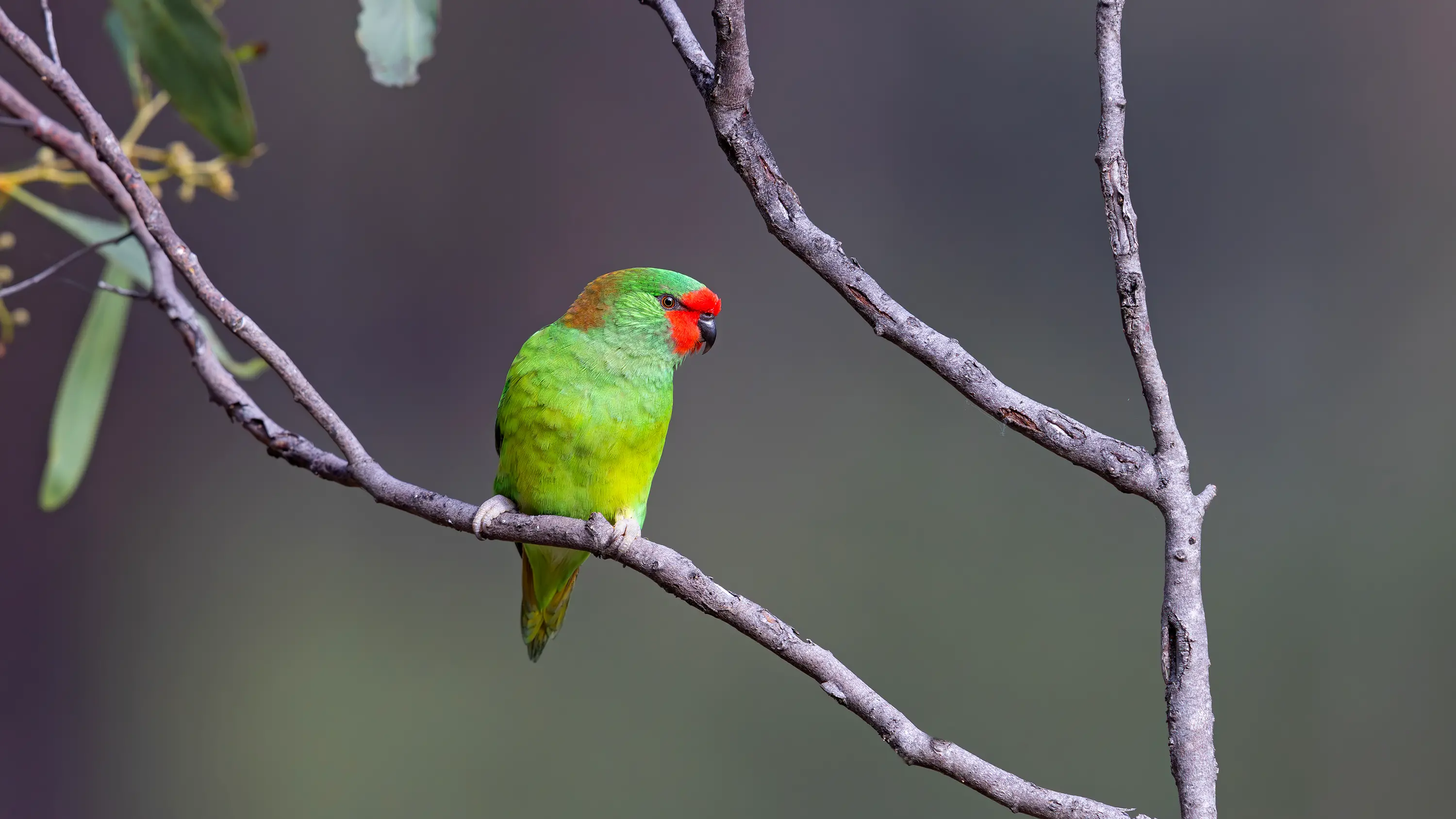 The Little Lorikeet – on the nectar trail