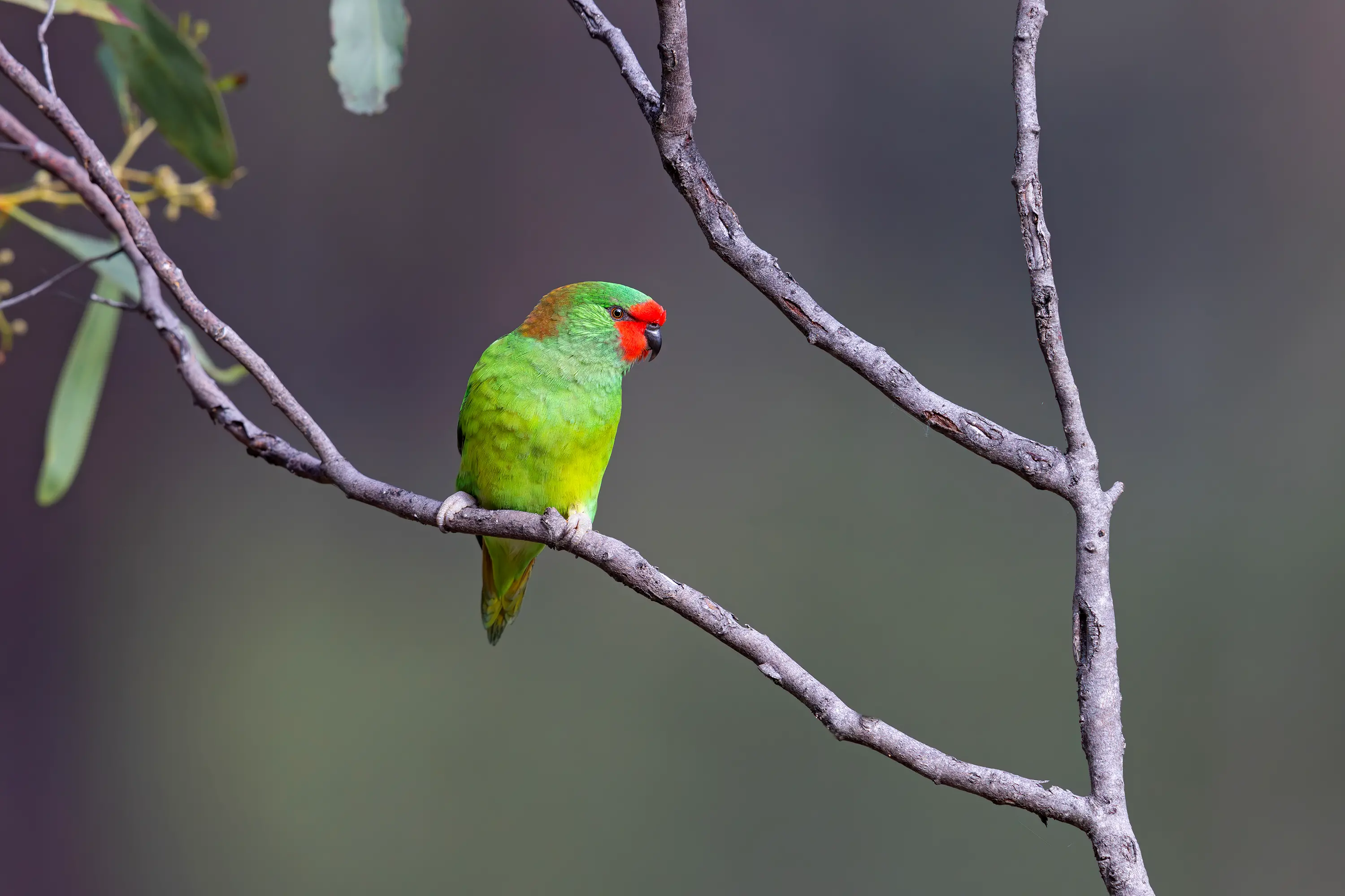 The Little Lorikeet – on the nectar trail