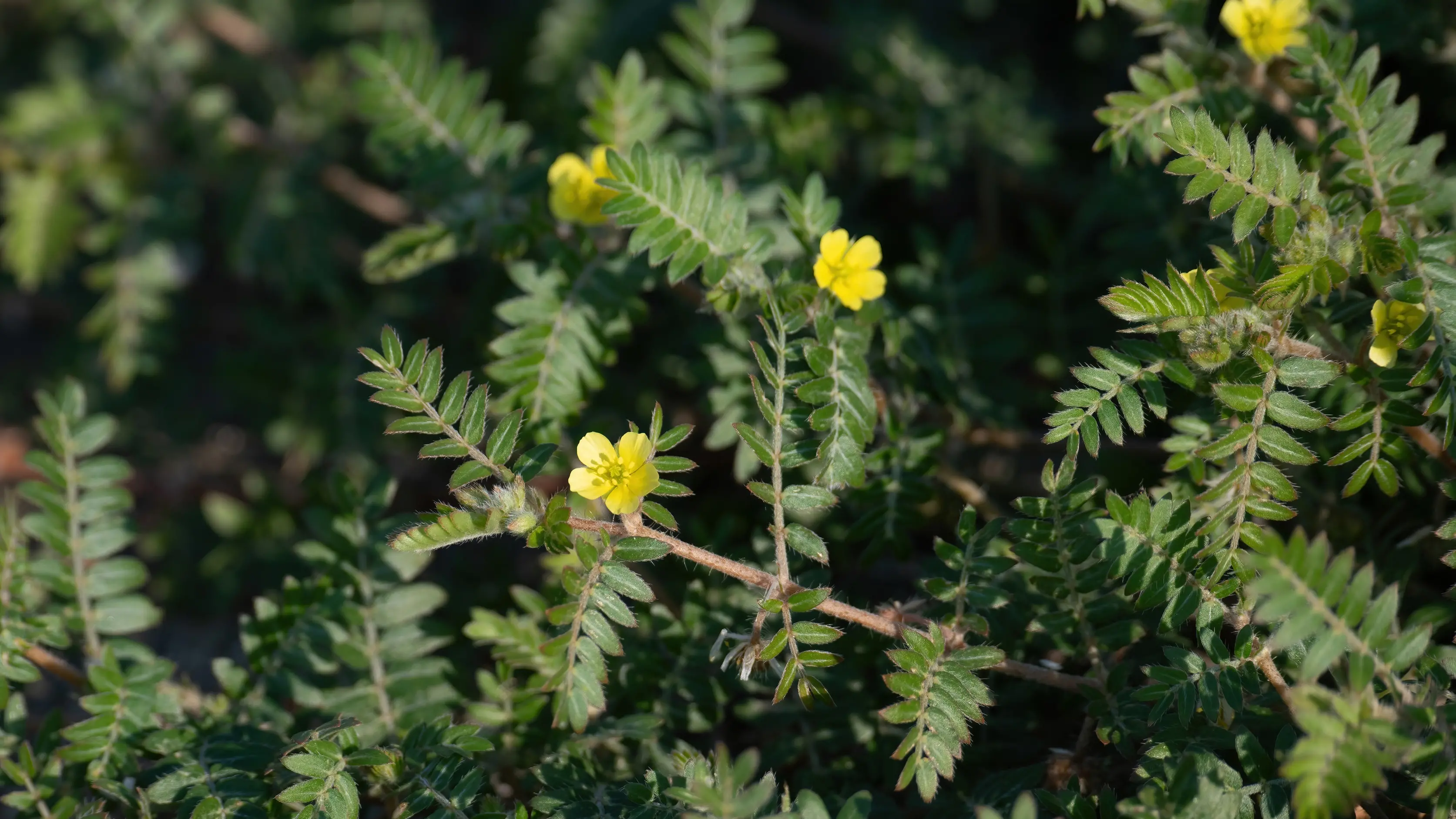 Weeds take the spotlight