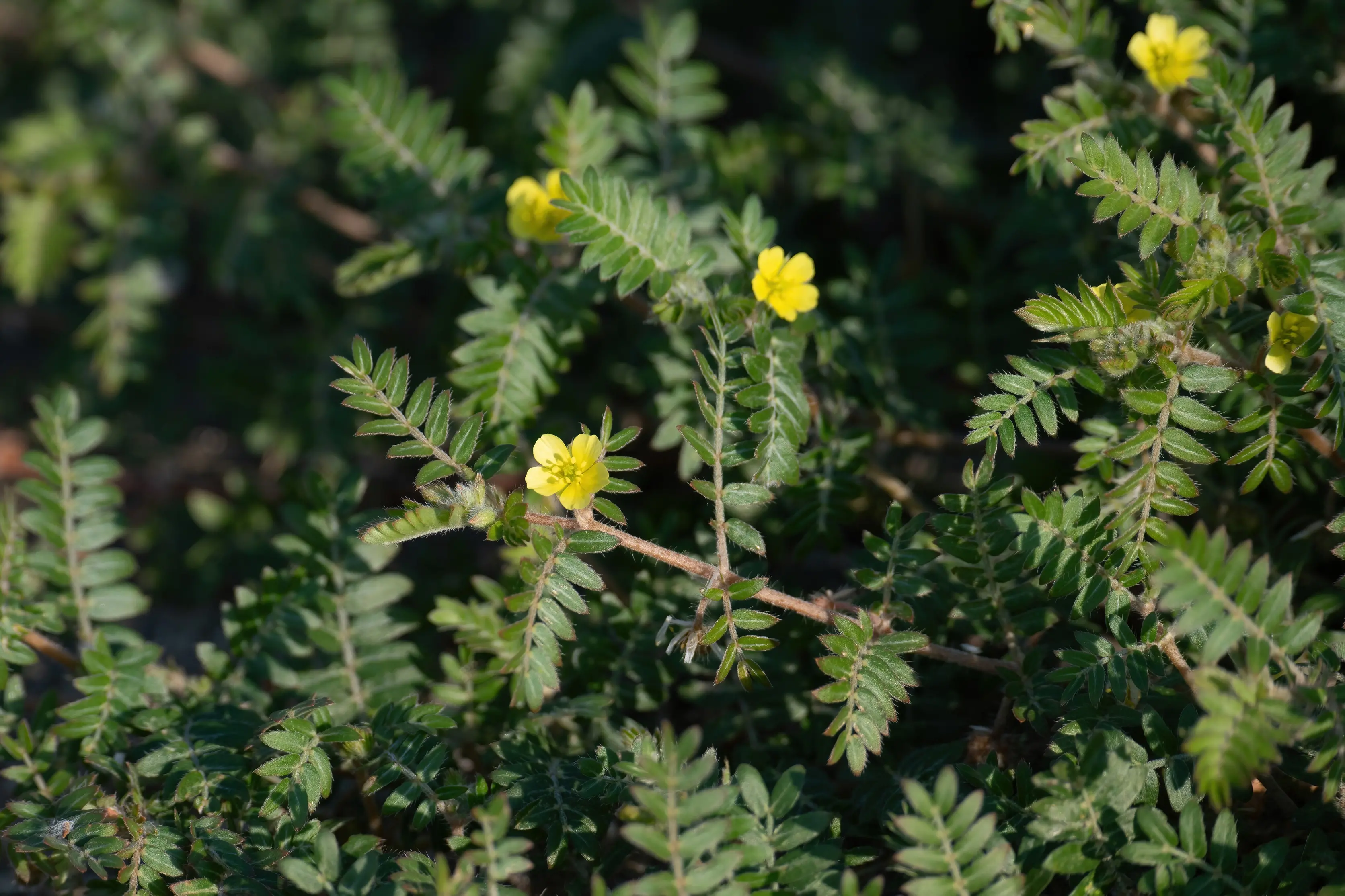 Weeds take the spotlight