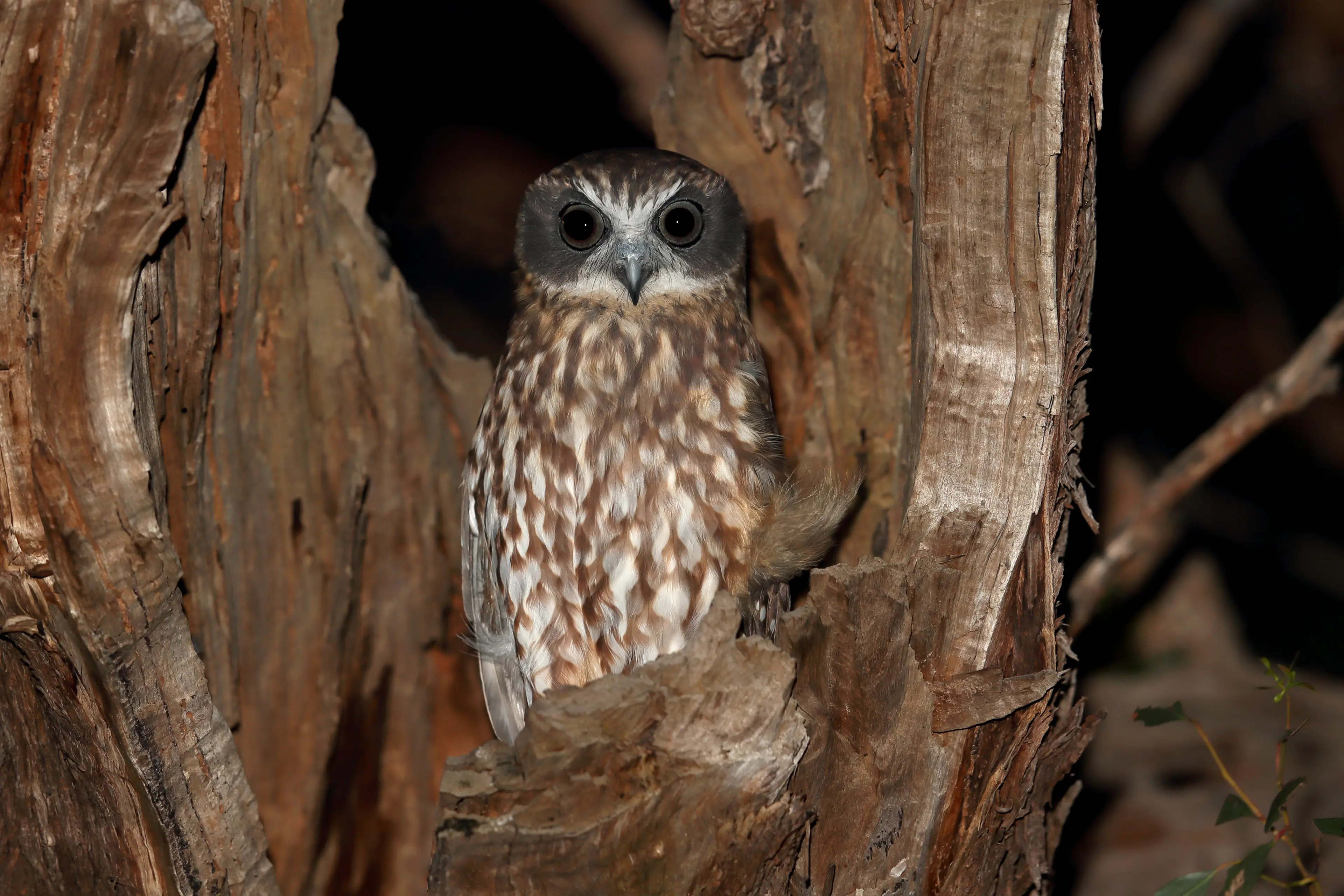 <p>THE RENOWNED NIGHT-CALLER: A Boobook Owl emerges from its daytime roost site in a tree hollow. PHOTO: Chris Tzaros (Birds Bush and Beyond)</p>\\n