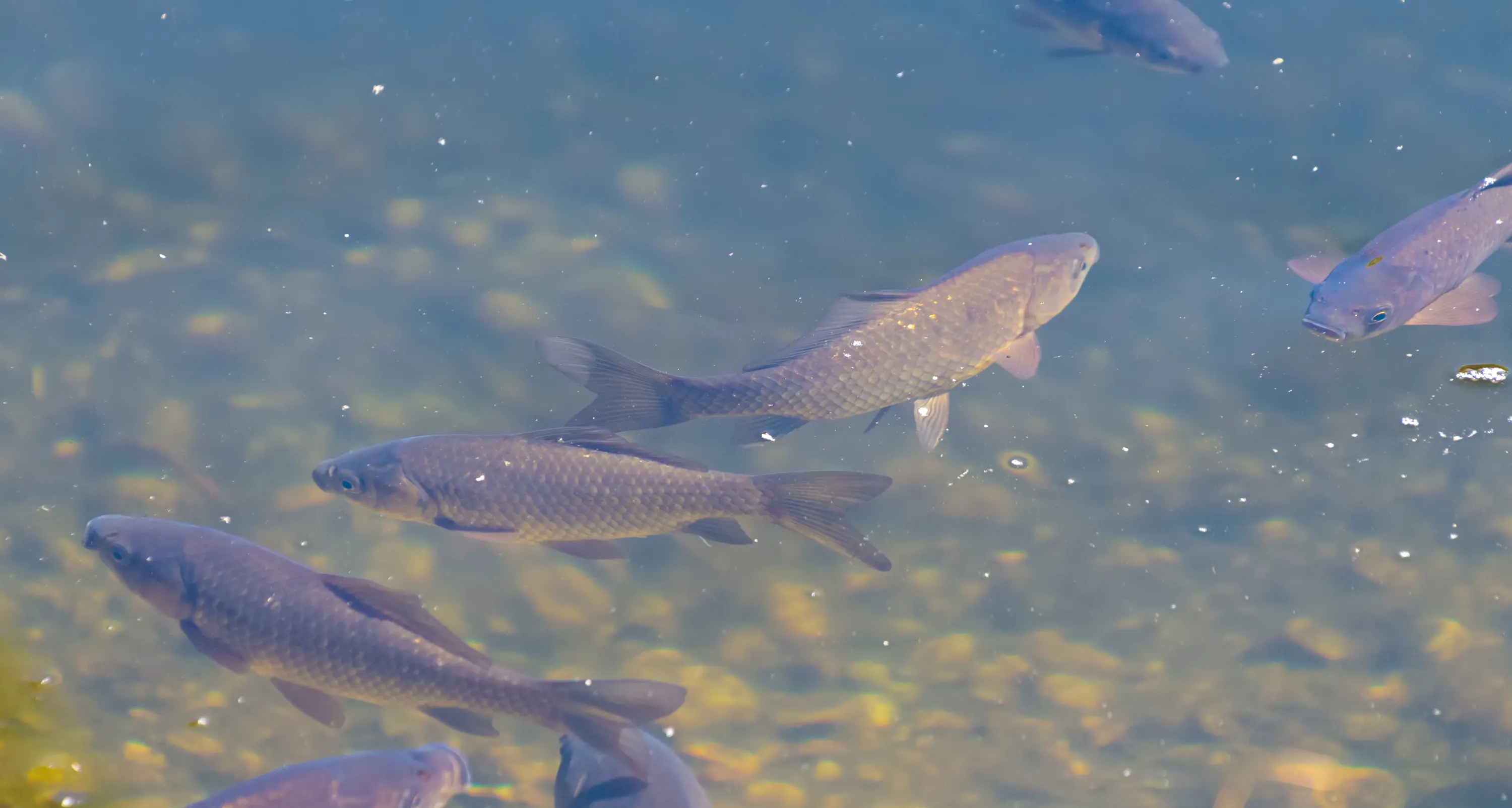 VRFish calls for action to control carp
