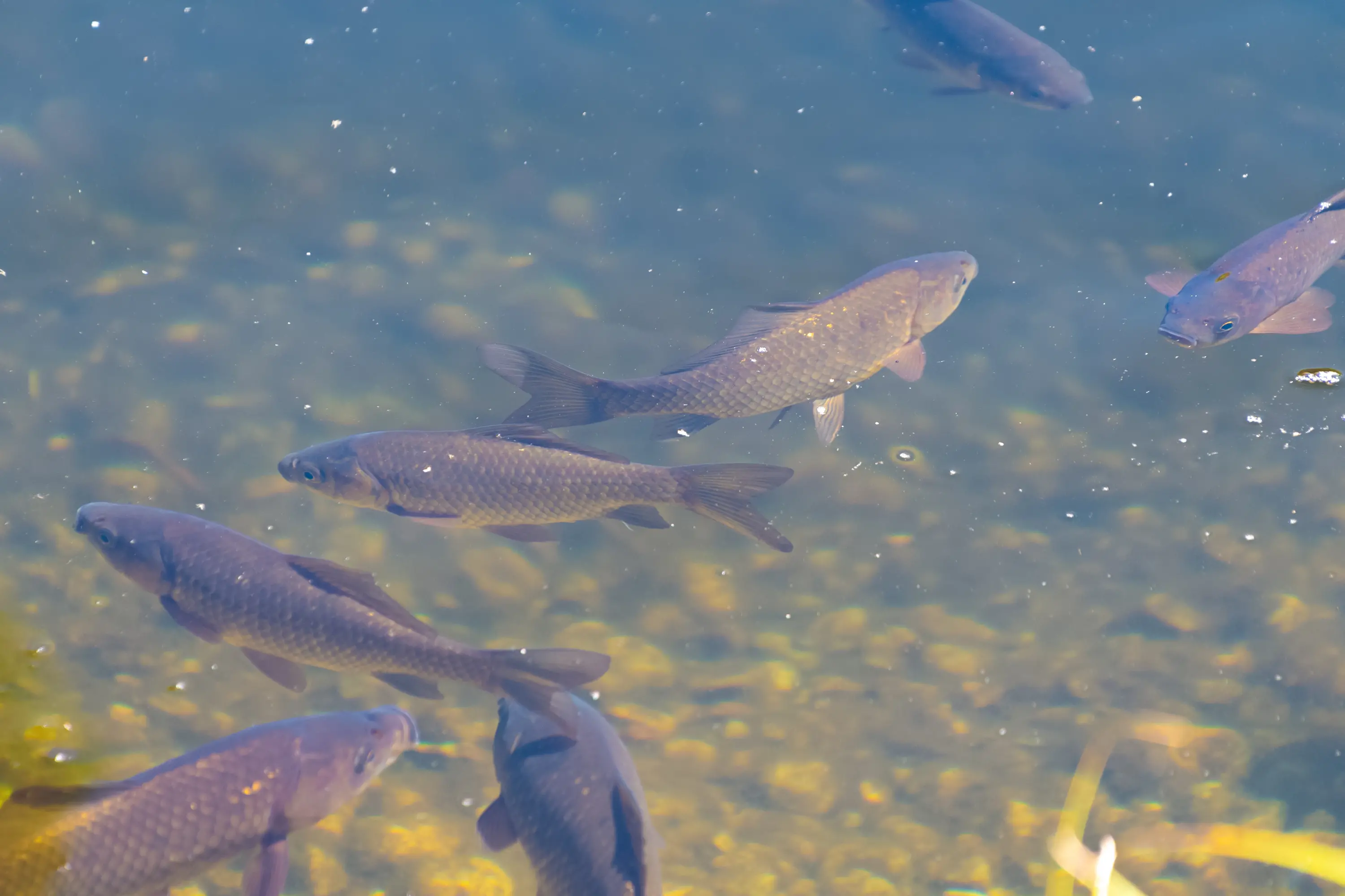 <p>CARP CONTROL: VRFish are calling for moderation of the European carp (or common carp), an invasive species to our waterways which are impeding native fish populations and causing environmental damage. PHOTO: bykot/stock.adobe.com</p>\\n