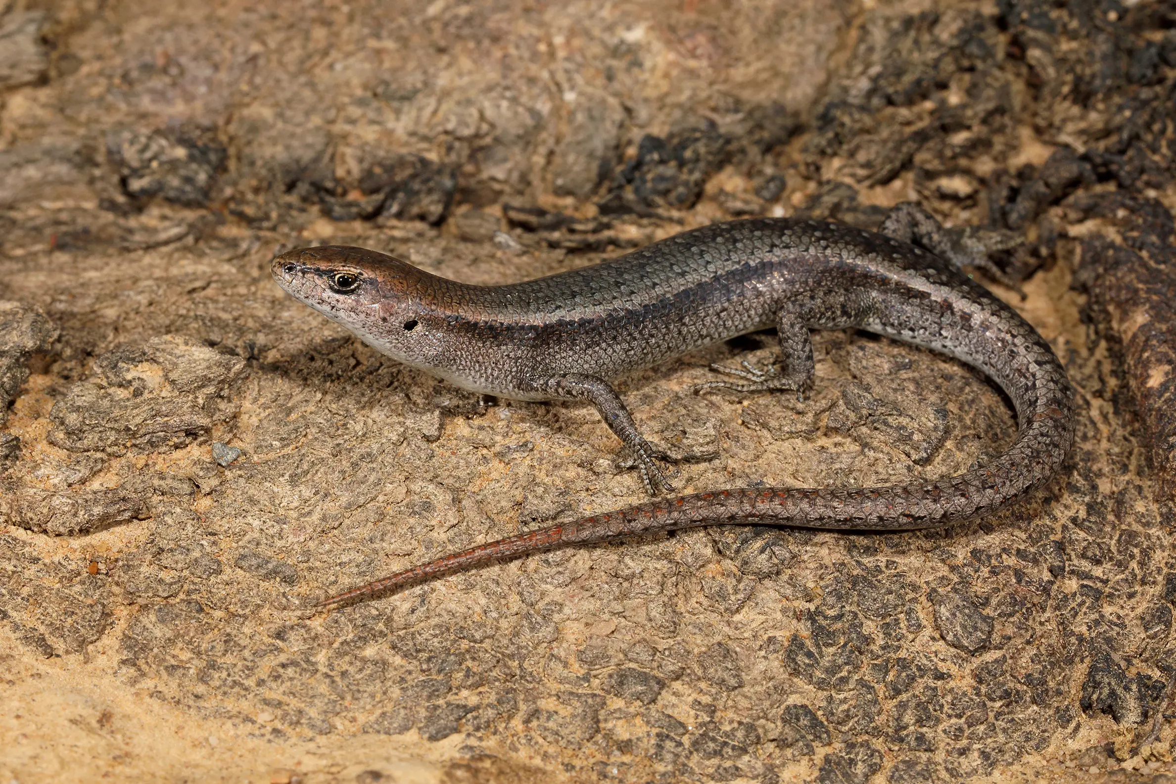 <p>COMMON SIGHT: A Garden Skink posing on a rock. PHOTO: Chris Tzaros (Birds Bush and Beyond) </p>\\n