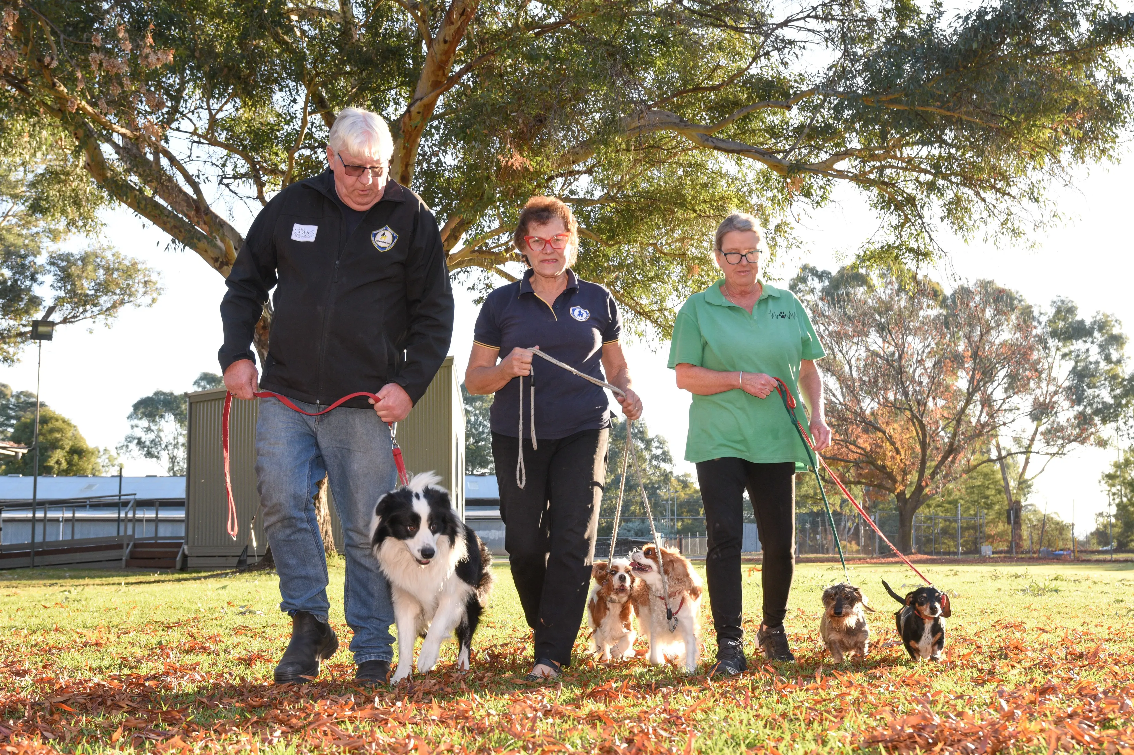 <p>RESPONSIBLE HANDLING: Wangaratta Kennel and Obedience Dog Club president Kevin Felmingham, pictured with Marion Gray and Carol Togher and their dogs Ryder, Louisa, Meika, Jagger and Frankie, reminds dog walkers that responsible handling is essential.</p>\\n