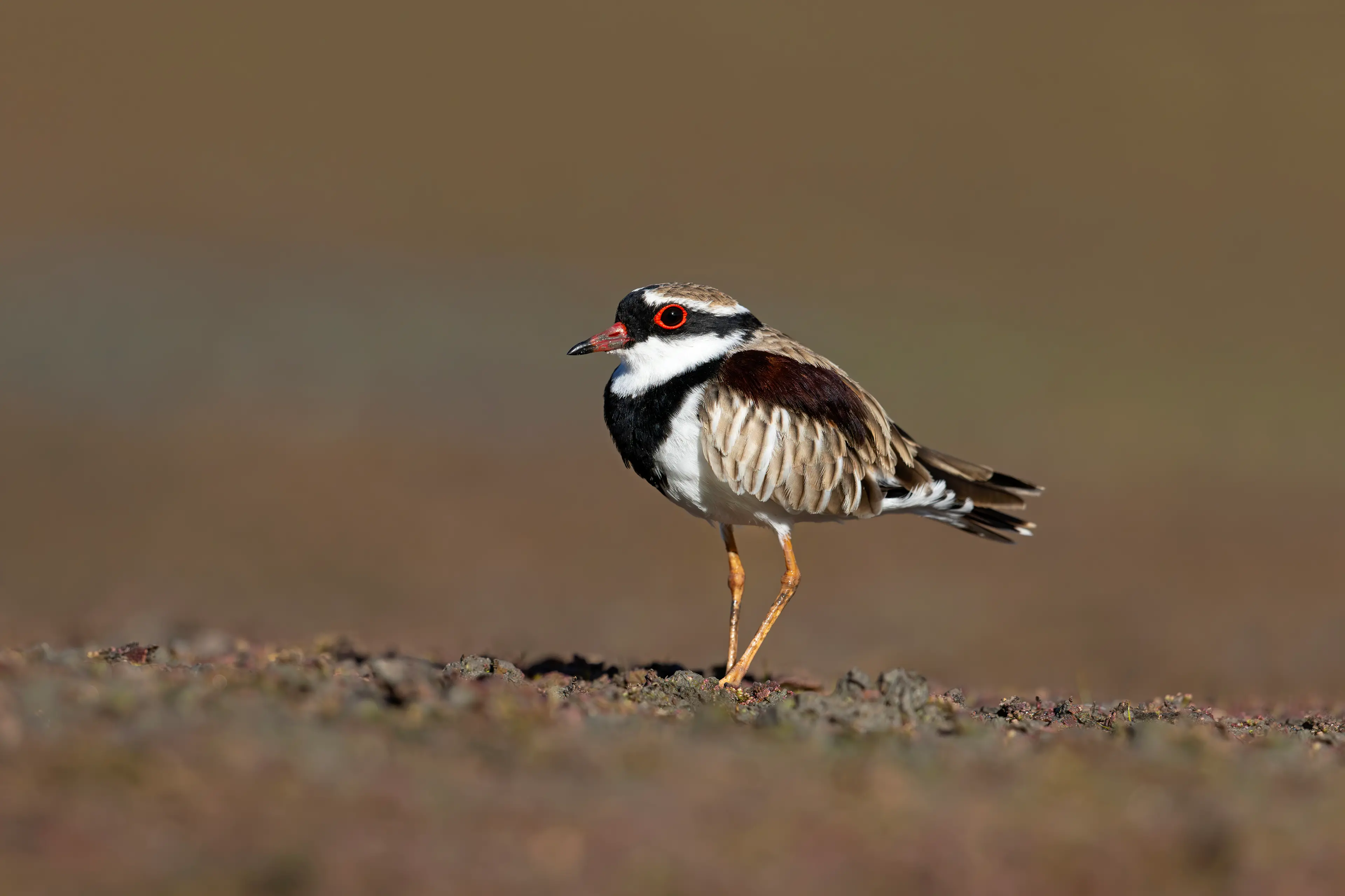 <p>QUITE THE MUD-RUNNER: A striking adult Black-fronted Dotterel. PHOTO: Chris Tzaros (Birds Bush and Beyond)</p>\\n