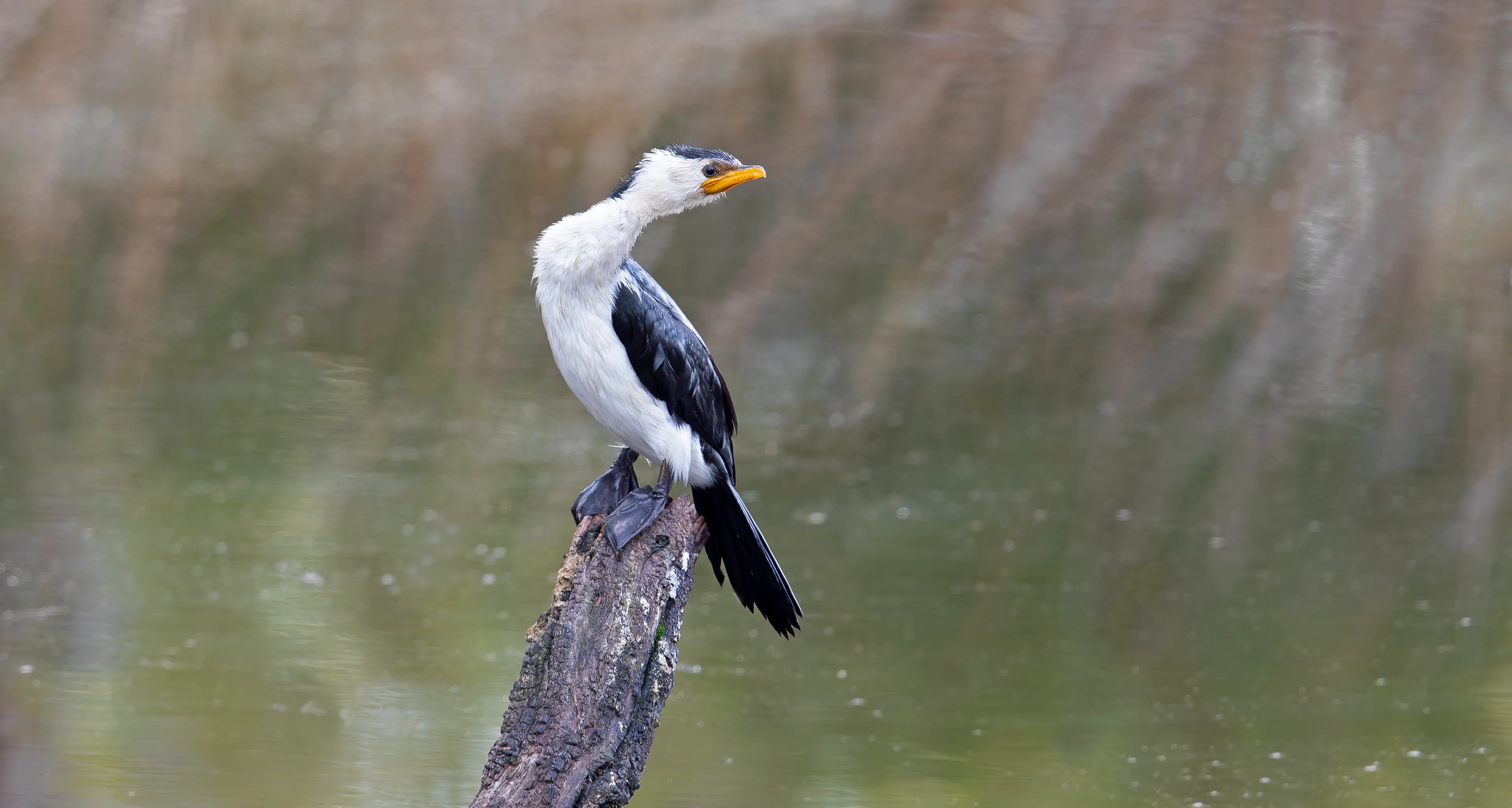 Little Pied Cormorant