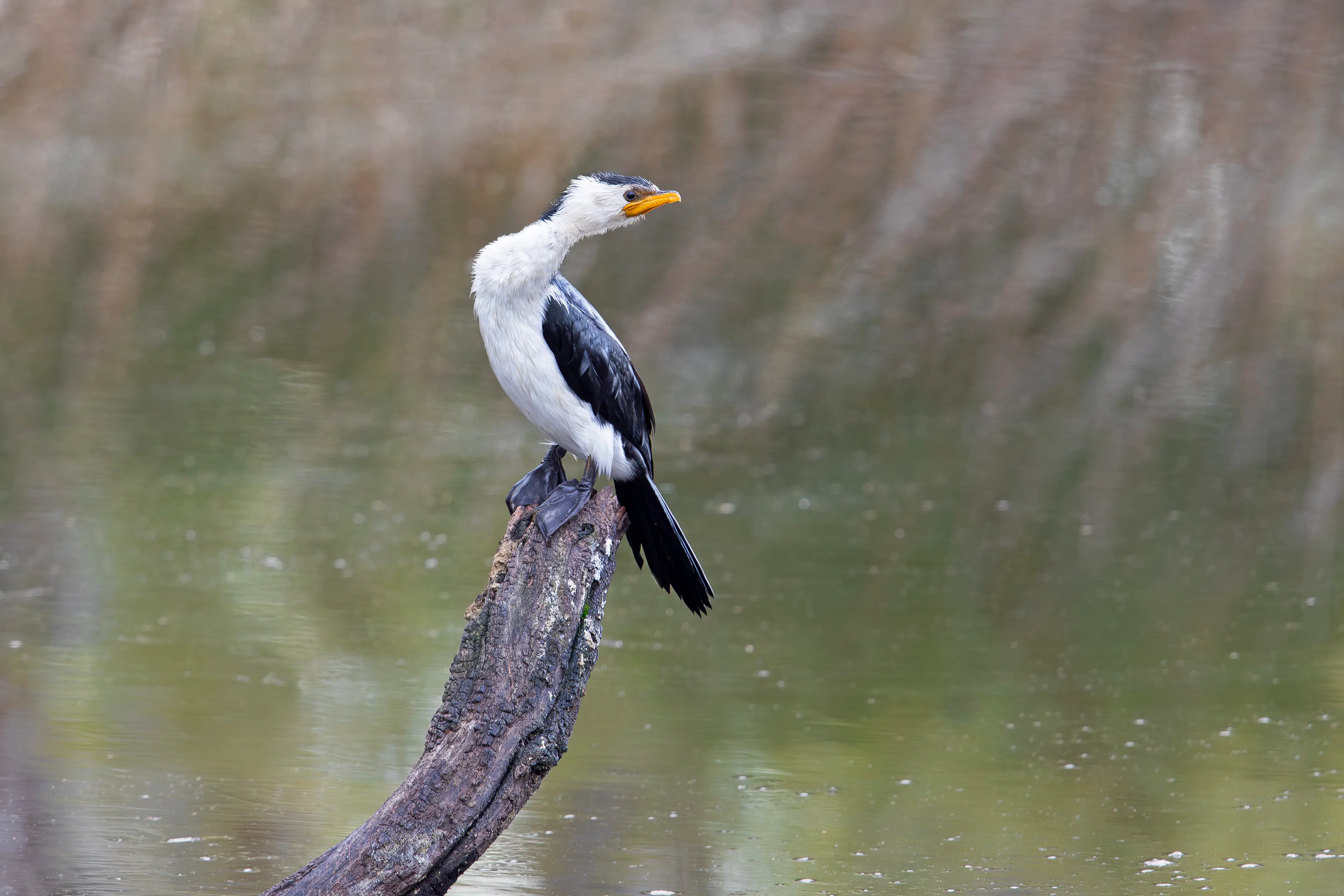 Little Pied Cormorant