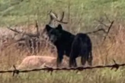 <p>KILLER: A ground baiting program is currently ongoing across Victoria\\'s high country but unusually high numbers of dingo and wild dog attacks on livestock are taking their toll. PHOTO: Allana Fisher</p>\\n