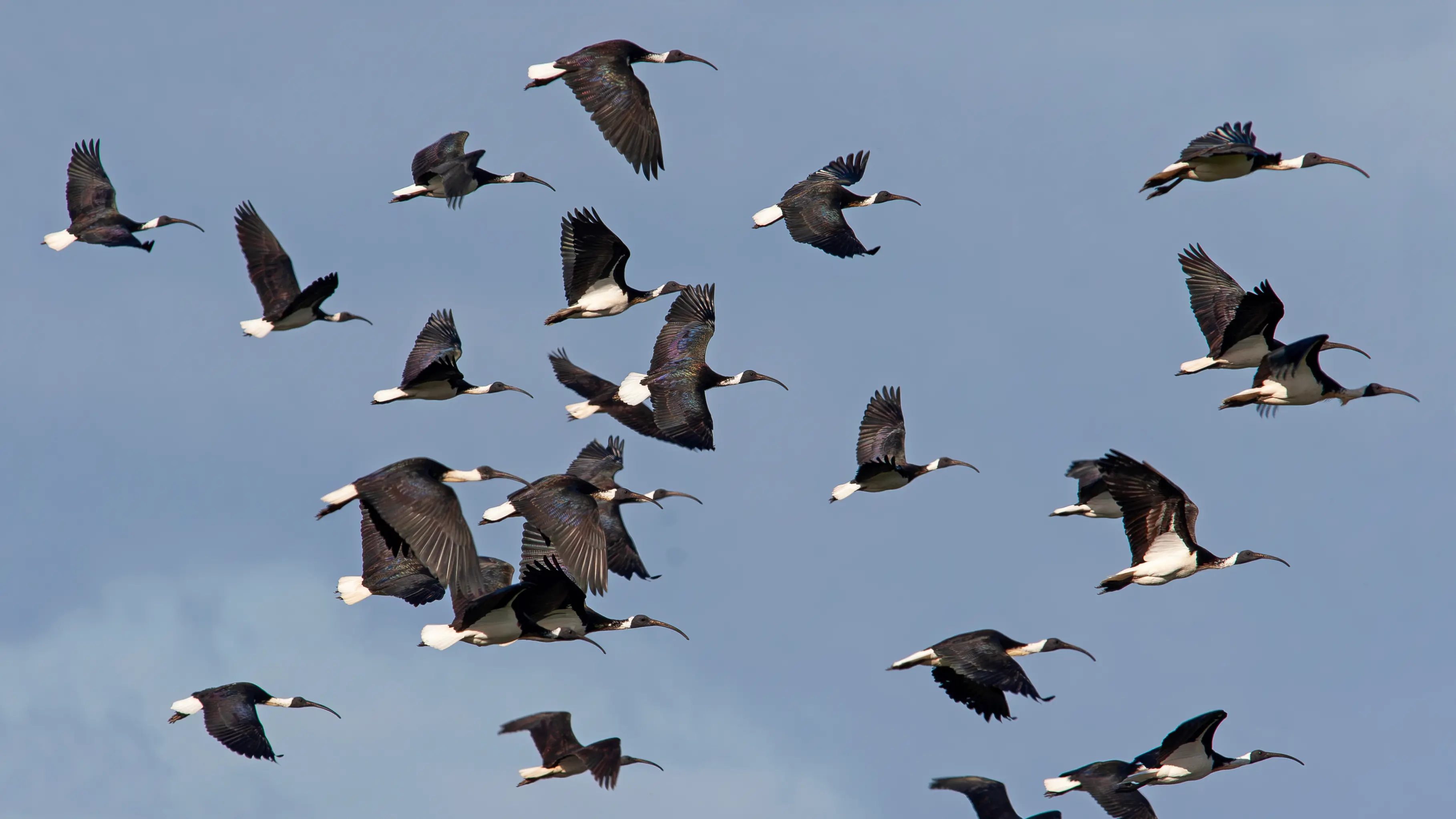 The Straw-necked Ibis – A conspicuous waterbird
