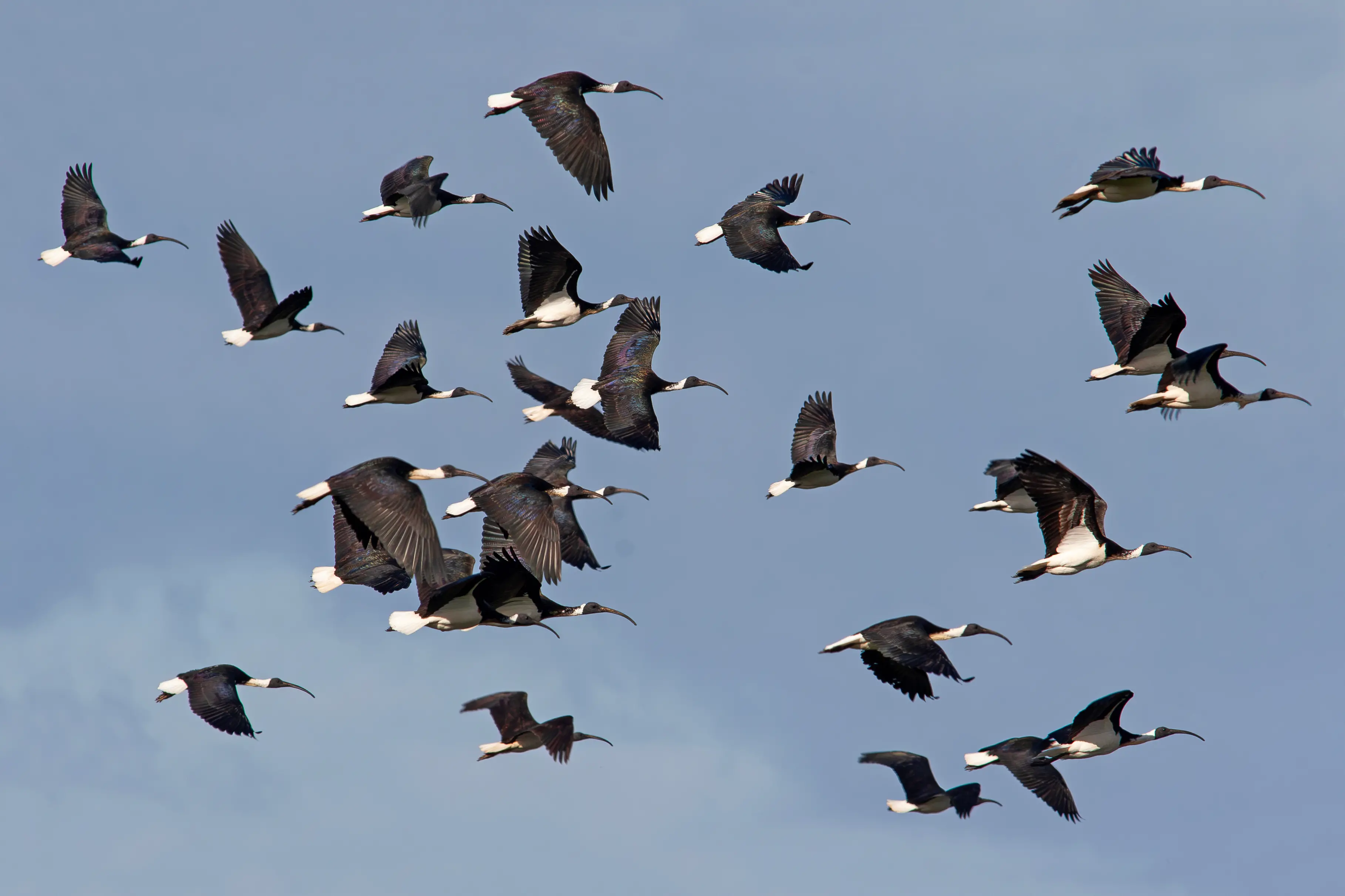 <p>FARMER\\'S FRIEND: In flight, Straw-necked Ibis can be a pleasure to watch, wheeling in the air, rising and falling on thermals and often in conspicuous V-formation as they travel longer distances. PHOTO: Chris Tzaros (Birds Bush and Beyond)</p>\\n
