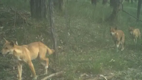 Defence against apex predator to gain resource