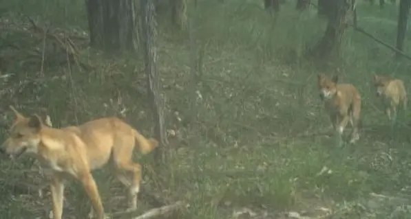 Defence against apex predator to gain resource