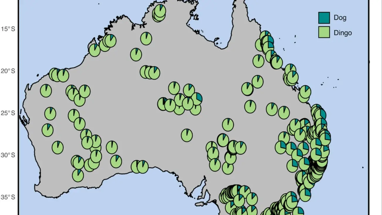 Dingo 'threatened' tag contested