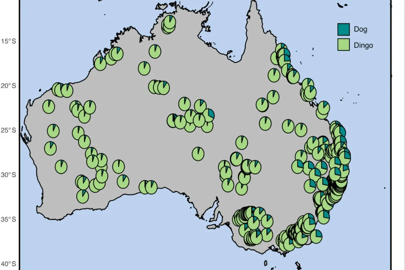 <p>PROTECTION QUERY: A study has found widespread hybridisation of dingoes and the VFF is calling for it to be removed from the Flora and Fauna Guarantee Act 1988 Threatened List. Pictured is a map from the \\'Domestic Dog Introgression in Australian Dingoes\\' paper.</p>\\n