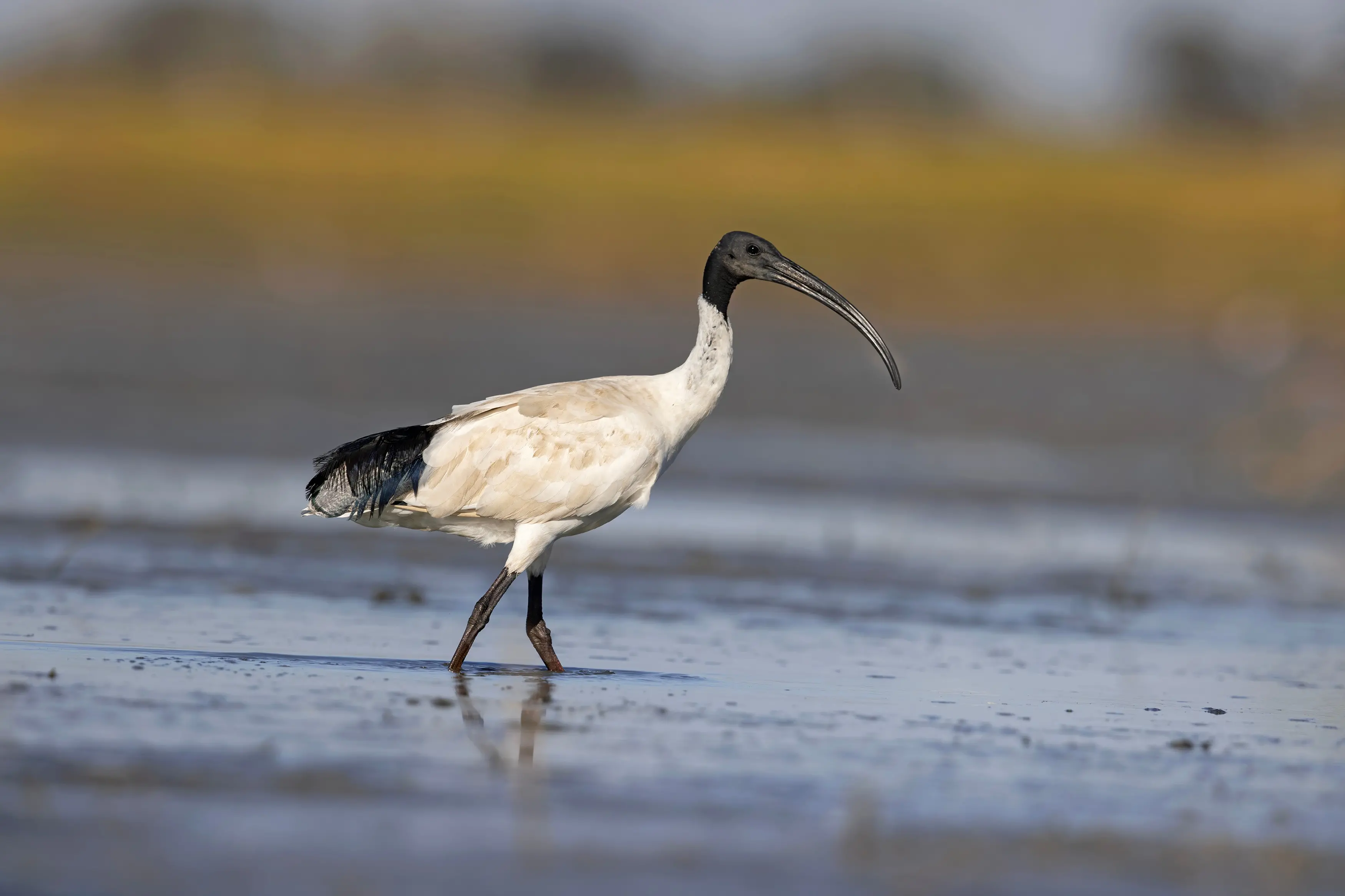 <p>THE FARMERS\\' FRIEND: An Australian White Ibis wading in a shallow wetland. PHOTO: Chris Tzaros (Birds Bush and Beyond)</p>\\n