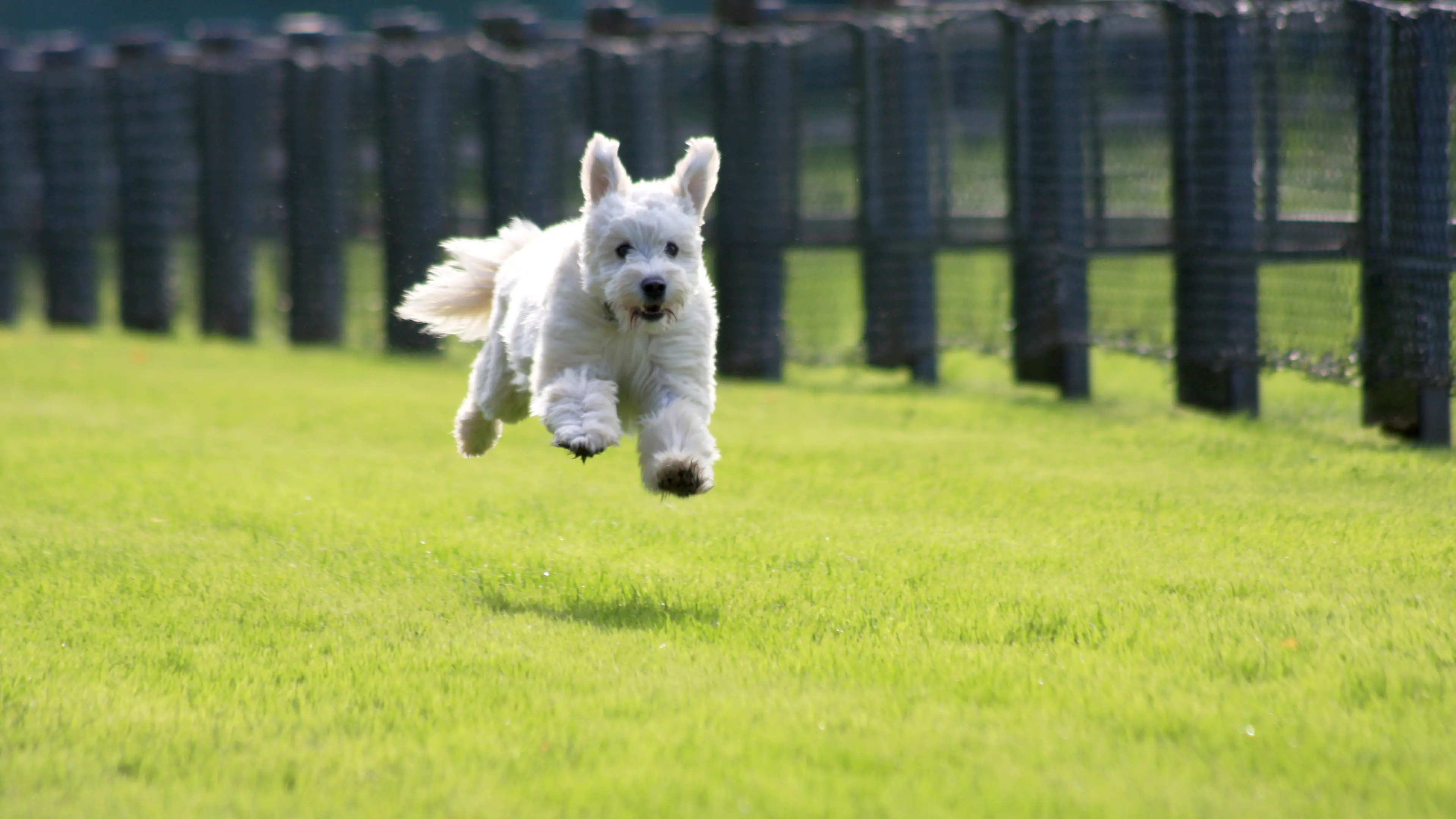 SprintDog™ brings high-speed canine action to Wangaratta