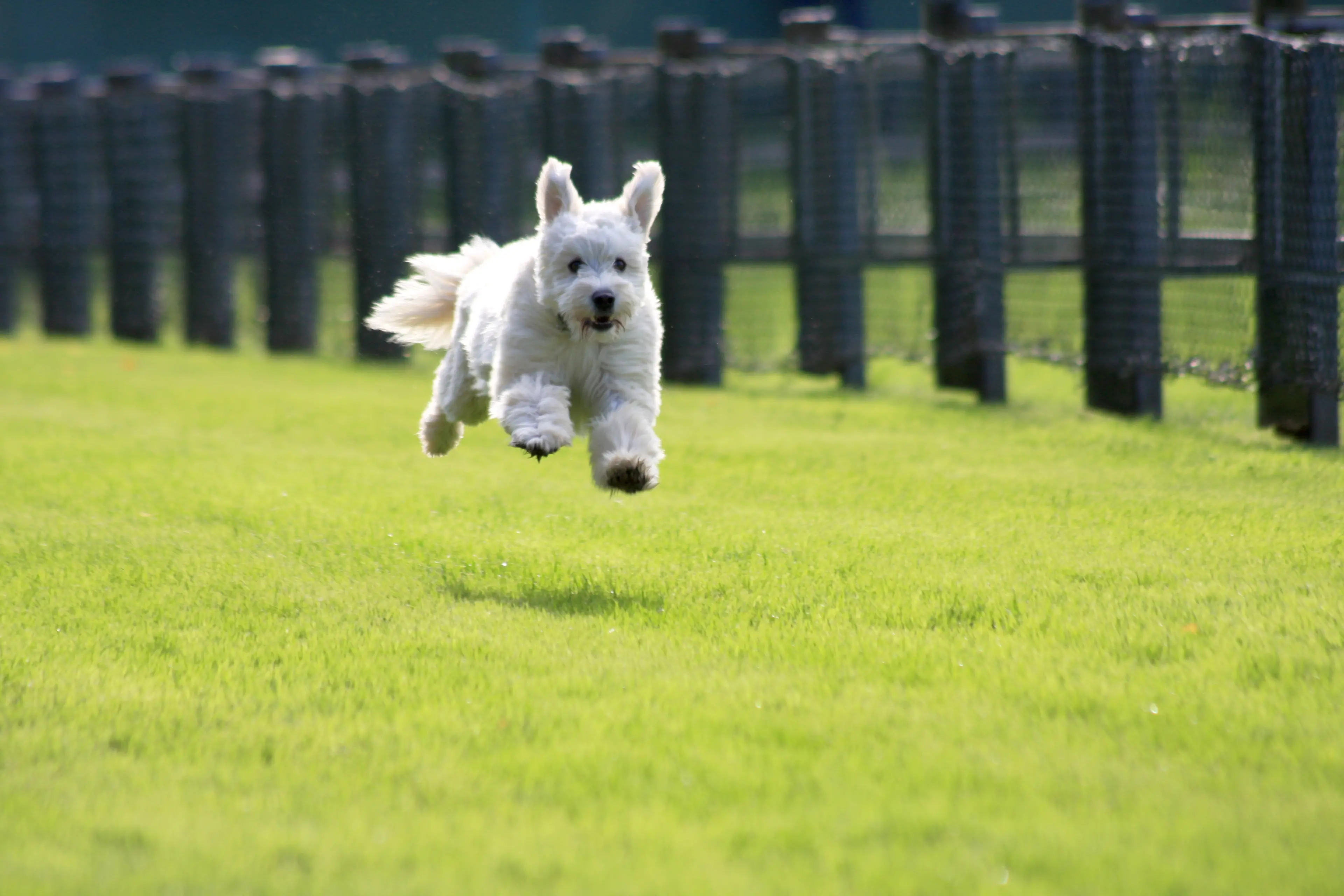<p>THE FAST AND THE FURRIEST: SprintDog\\u2122 will debut in Wangaratta this weekend. PHOTO: mr.nico/stock.adobe.com</p>\\n