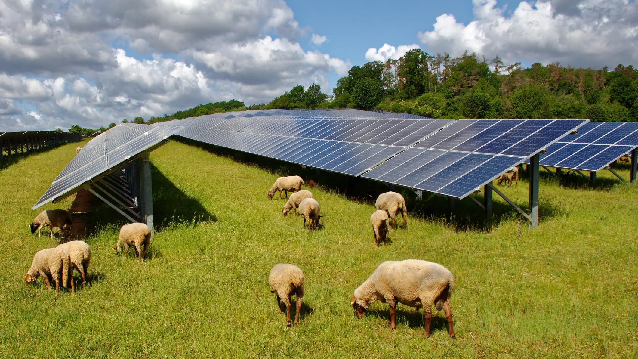Local sheep grazier's plan to diversify farm