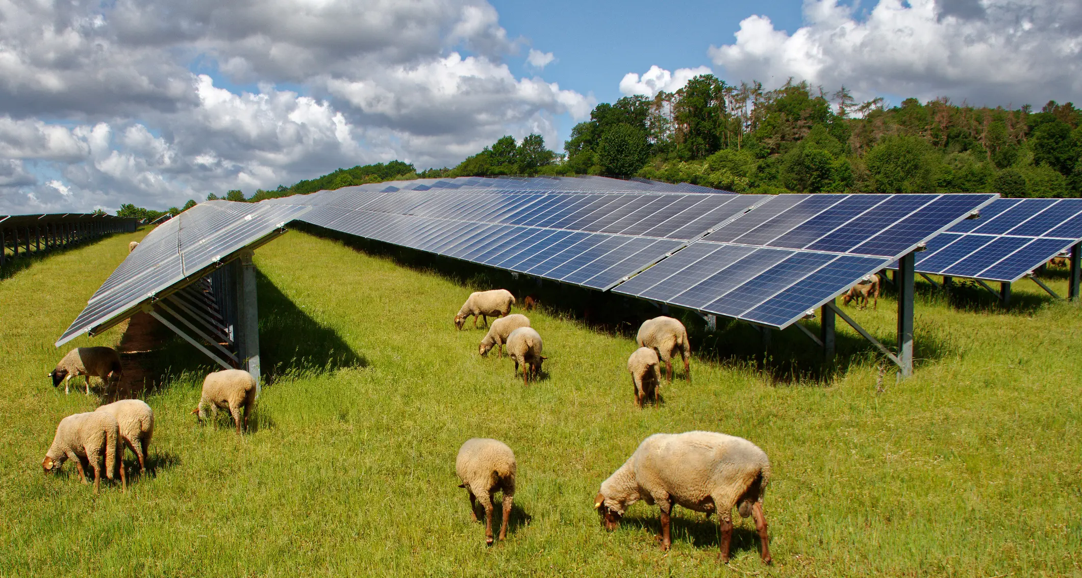Local sheep graziers plan to diversify farm