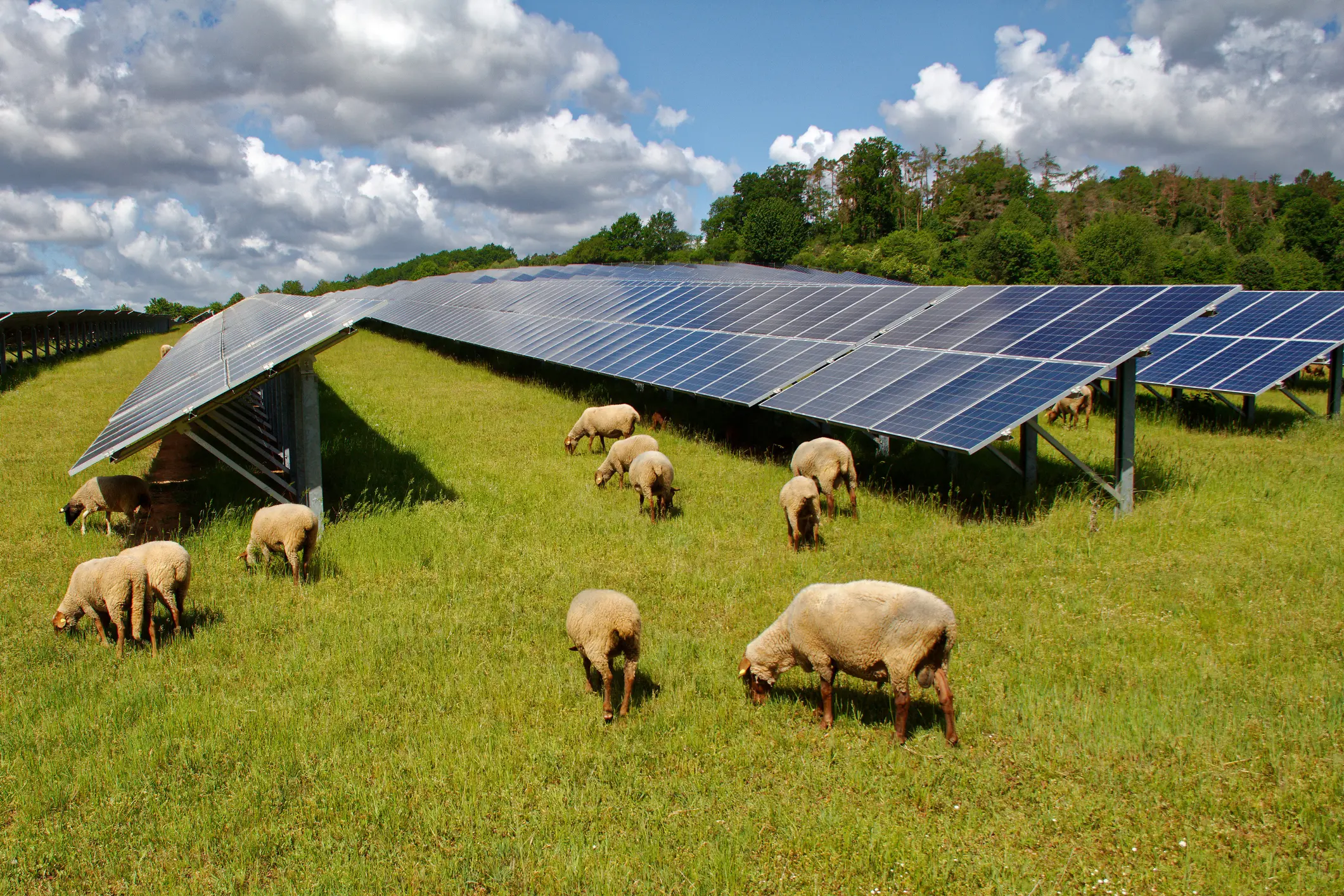 <p>AGRIVOLTAICS: The running of sheep under solar panels is proving to be more productive, offering scope for greater numbers that thrive off greener pasture. This occurs as panels accumulate moisture overnight which drips onto the grass, extending the growing season.</p>\\n