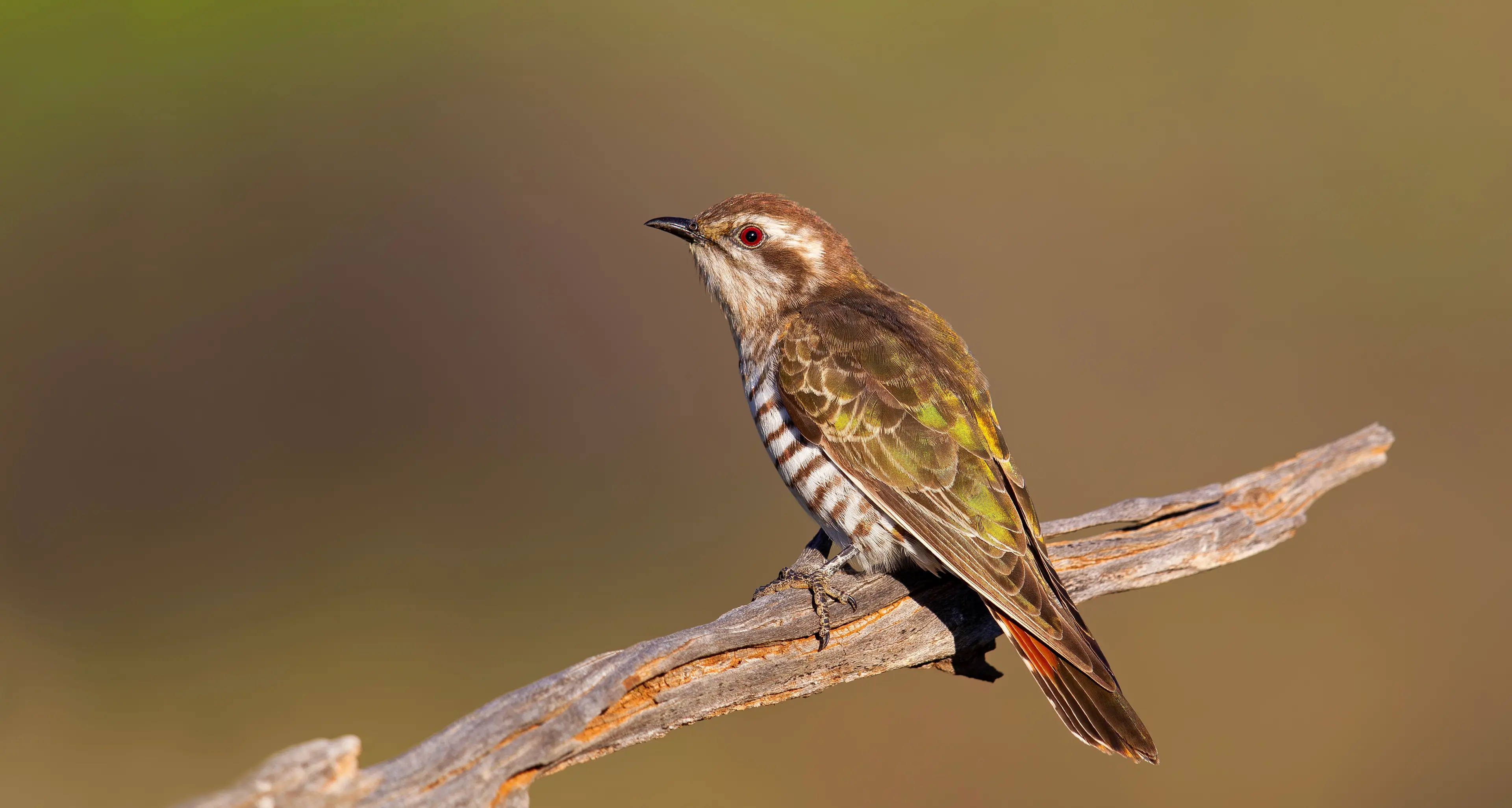 Horsfield’s Bronze-cuckoos – secretive birds with beautiful coats
