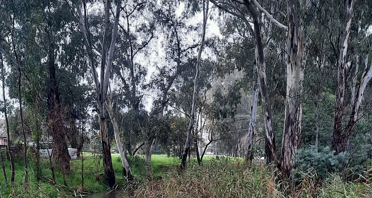 One Mile Creek is getting its colour back