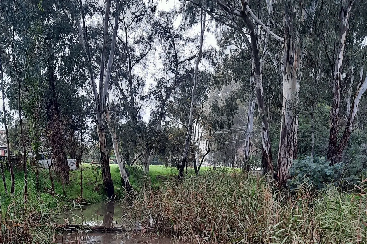 <p>HEALTHY GLOW: The combined revegetation and restoration efforts are starting to shine through at One Mile Creek. PHOTO: Grace Fredsberg</p>\\n