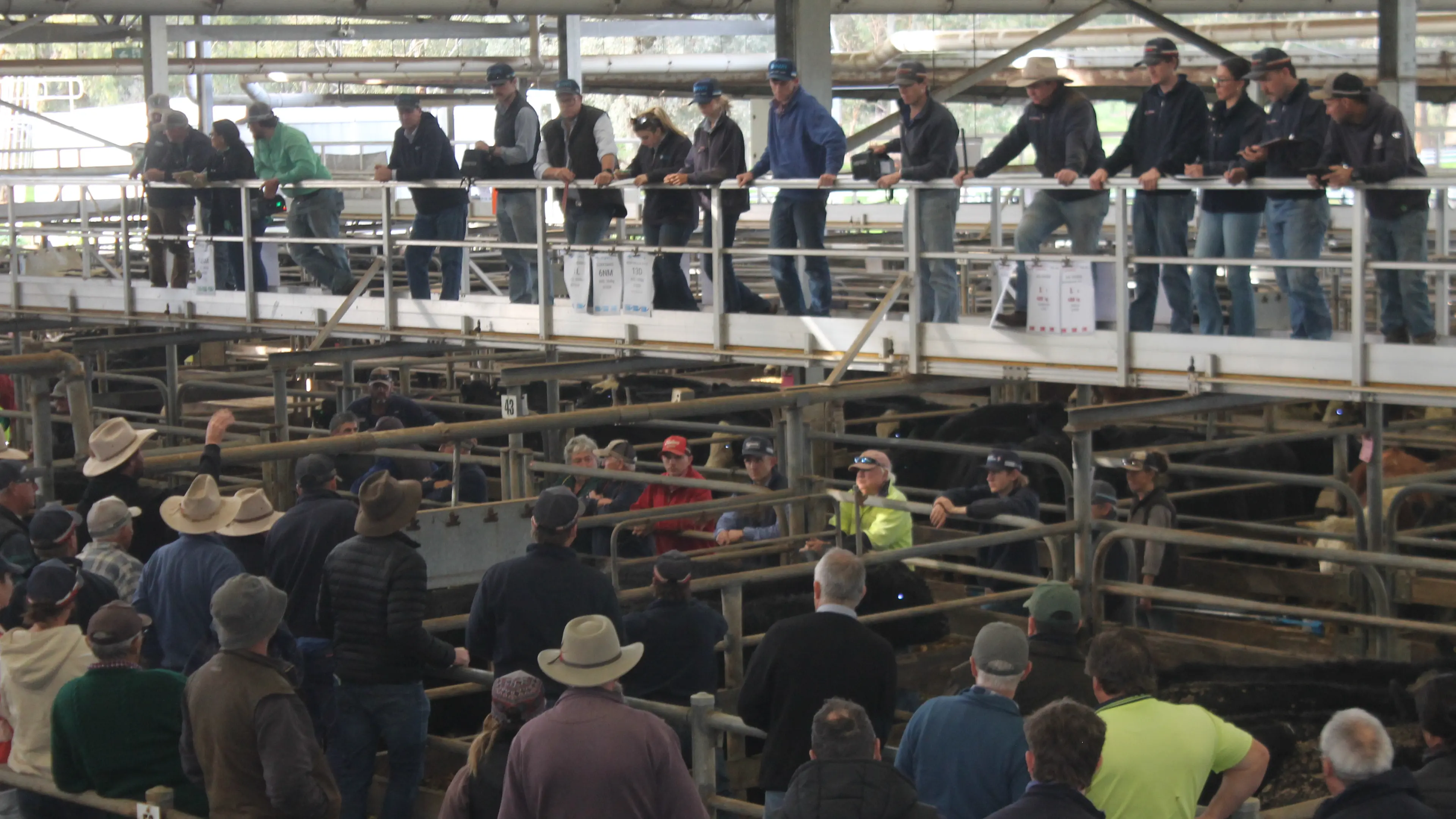 “Best winter we’ve seen” triggers skyrocketing Wangaratta cattle market