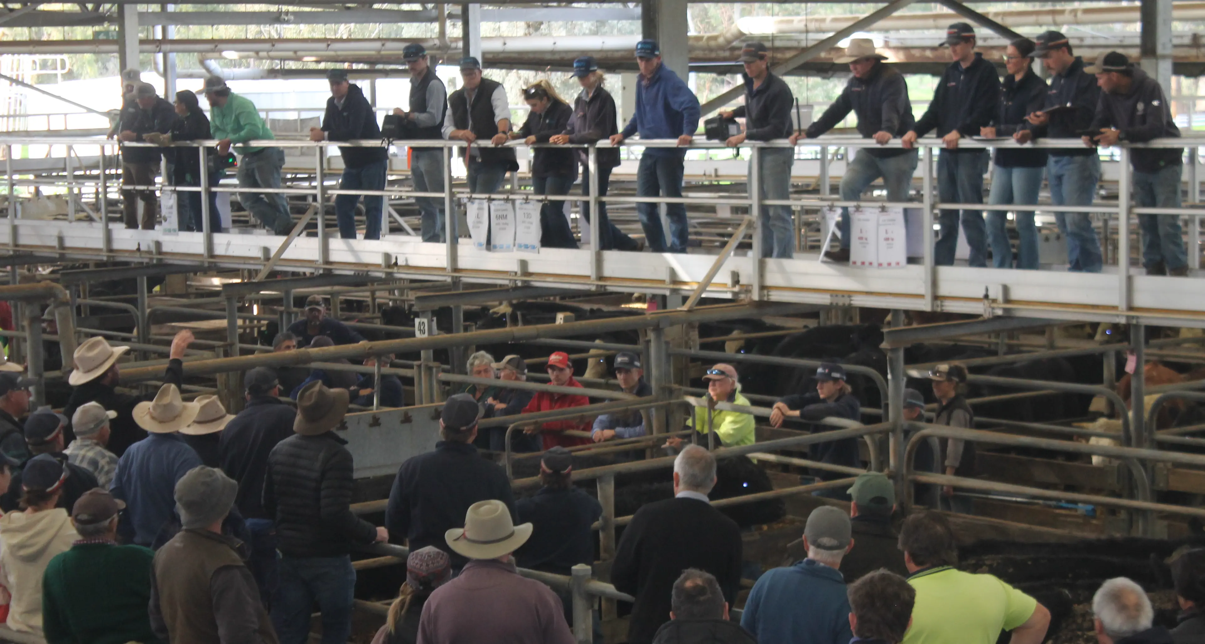 “Best winter we’ve seen” triggers skyrocketing Wangaratta cattle market