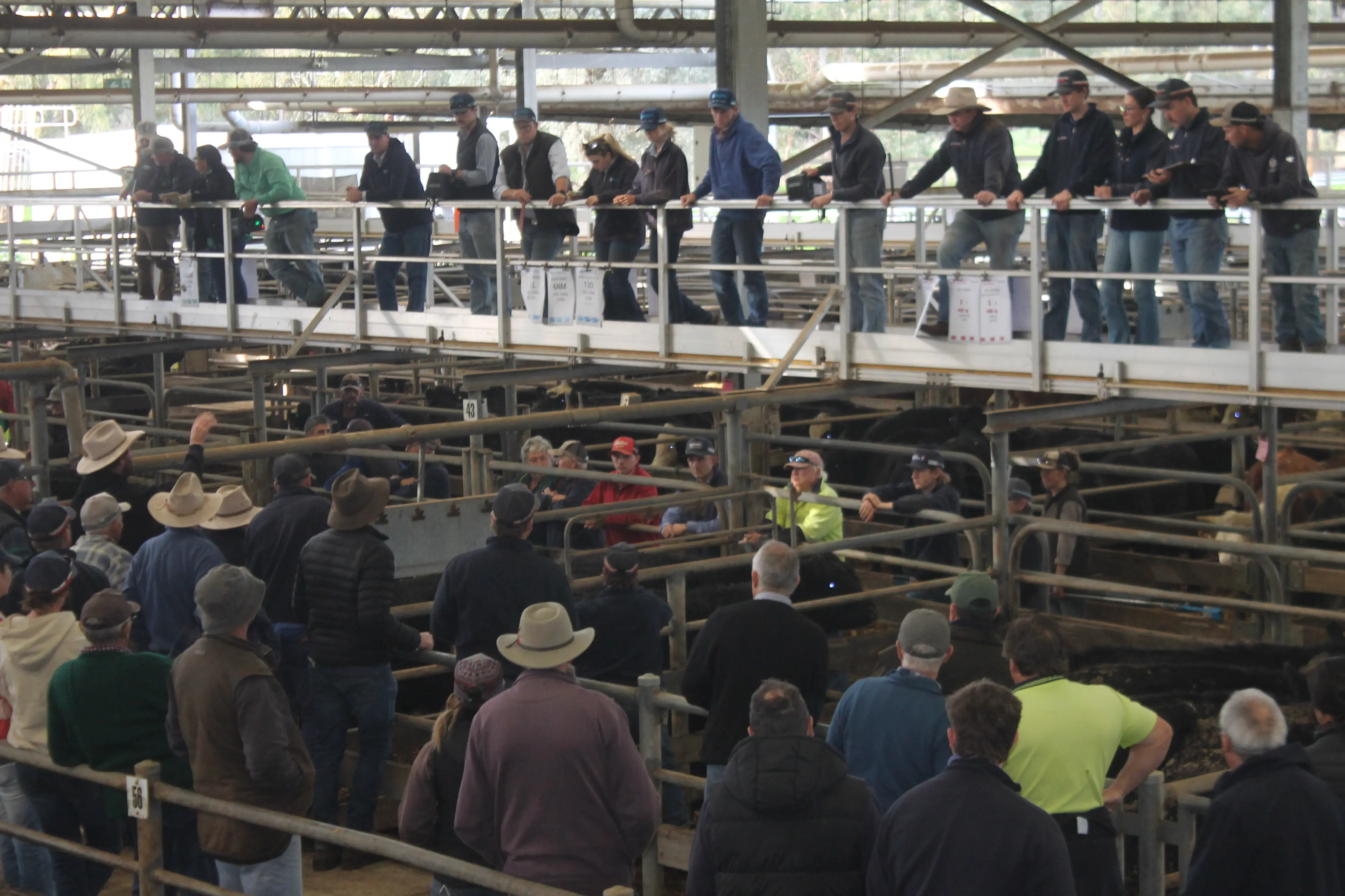 <p>GOING GANGBUSTERS: A strong crowd packed into the Wangaratta Livestock Exchange on Thursday morning for the monthly store sale. PHOTO: Shane Douthie</p>\\n