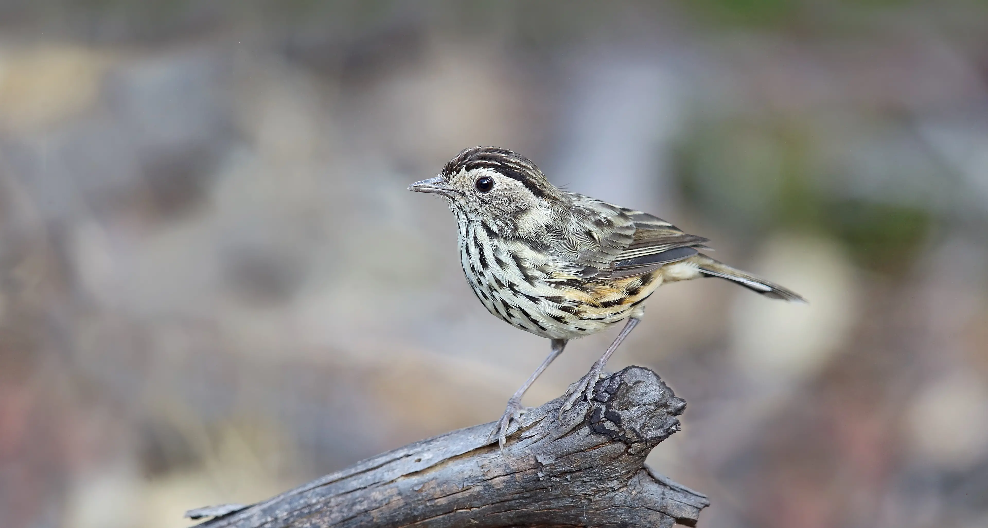 The Speckled Warbler – a shy songster