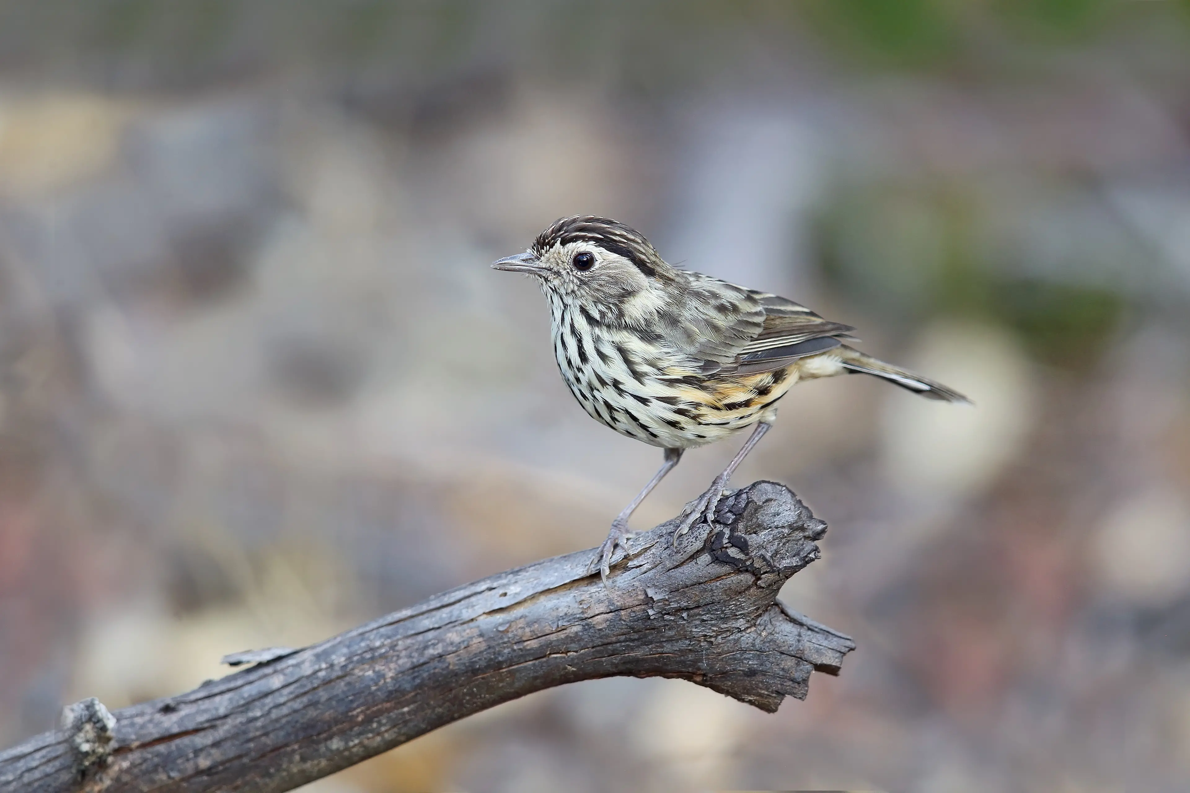 <p>RARELY SEEN: At home on the ground \\u2013 a male Speckled Warbler perches on a stick whilst foraging for insects.</p>\\n