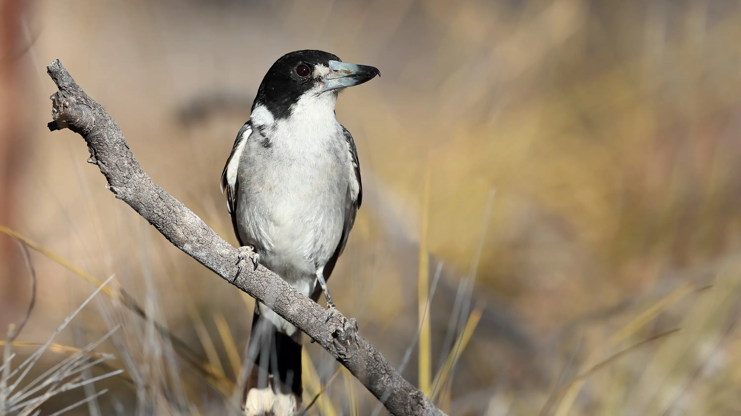 Grey Butcherbird - Don't be fooled by its lilting song
