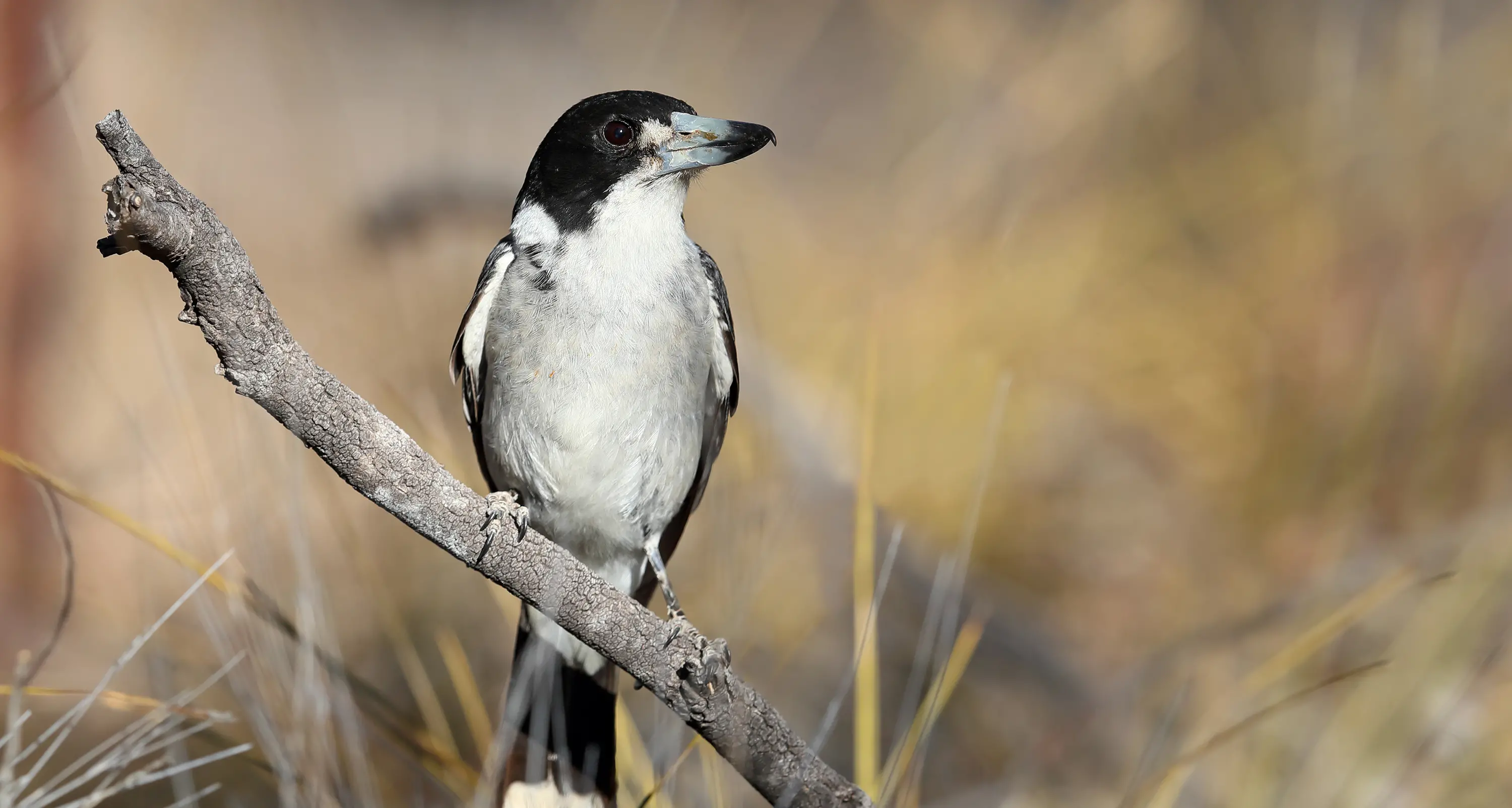 Grey Butcherbird - Don't be fooled by its lilting song