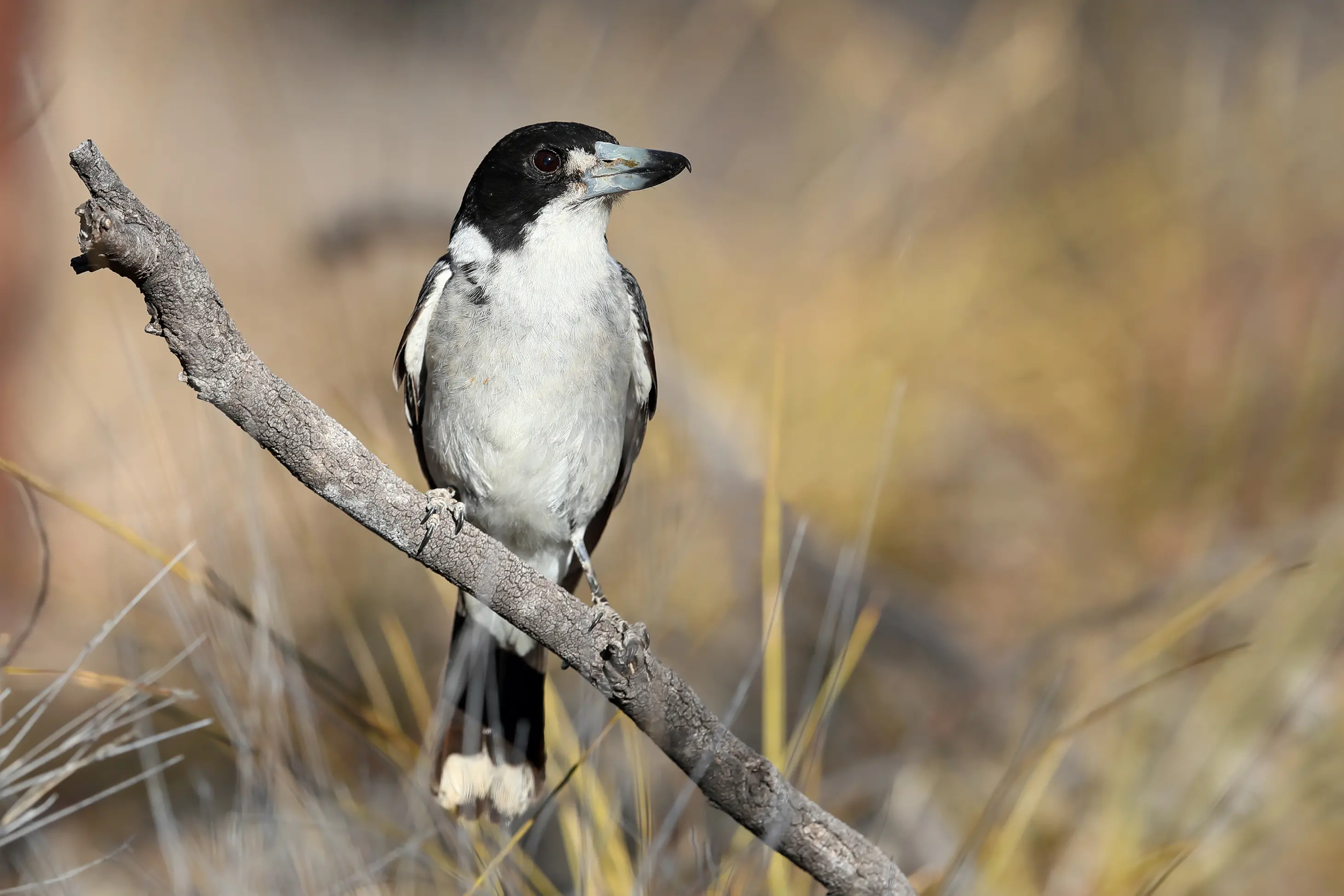 <p>A KEEN HUNTER: A Grey Butcherbird perched looking for prey. PHOTO: Chris Tzaros (Birds Bush and Beyond)</p>\\n