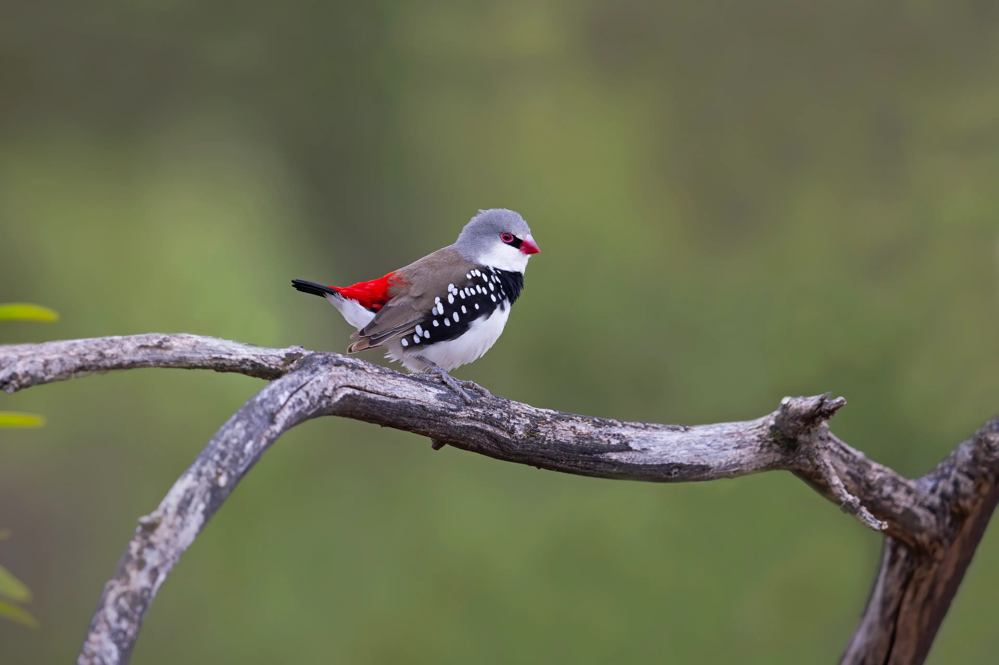 <p>BLAZING BRIGHT: The striking Diamond Firetail is a jewel of the region\\u2019s woodlands. PHOTO: Chris Tzaros (Birds Bush and Beyond)</p>\\n