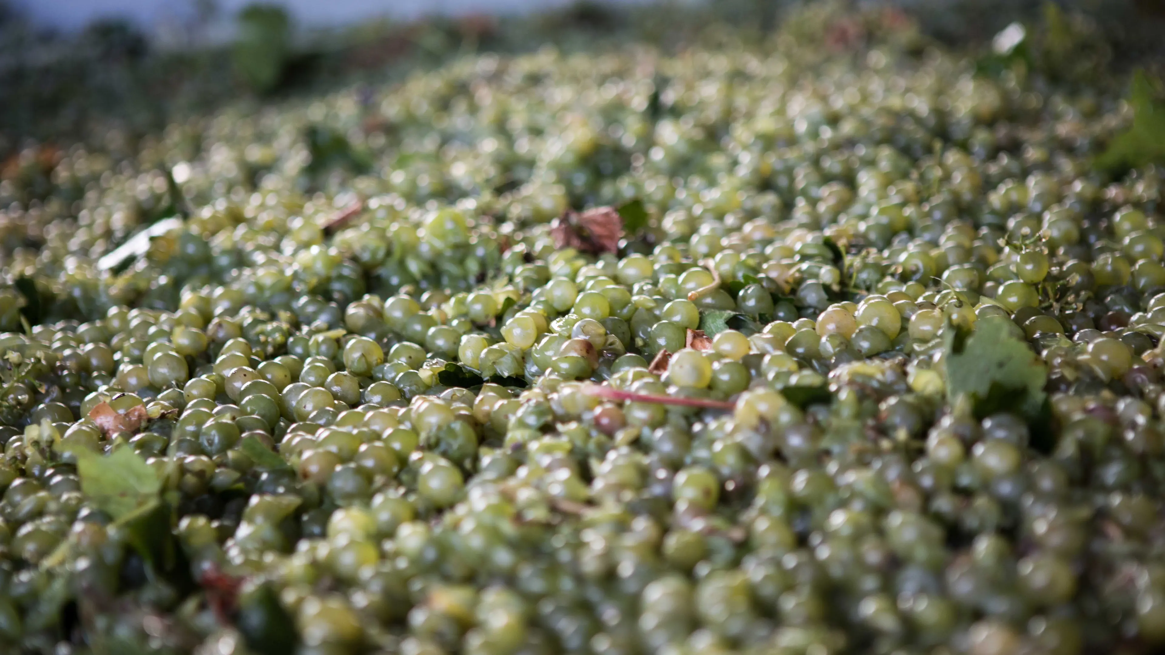 Prosecco continues to sparkle for local industry