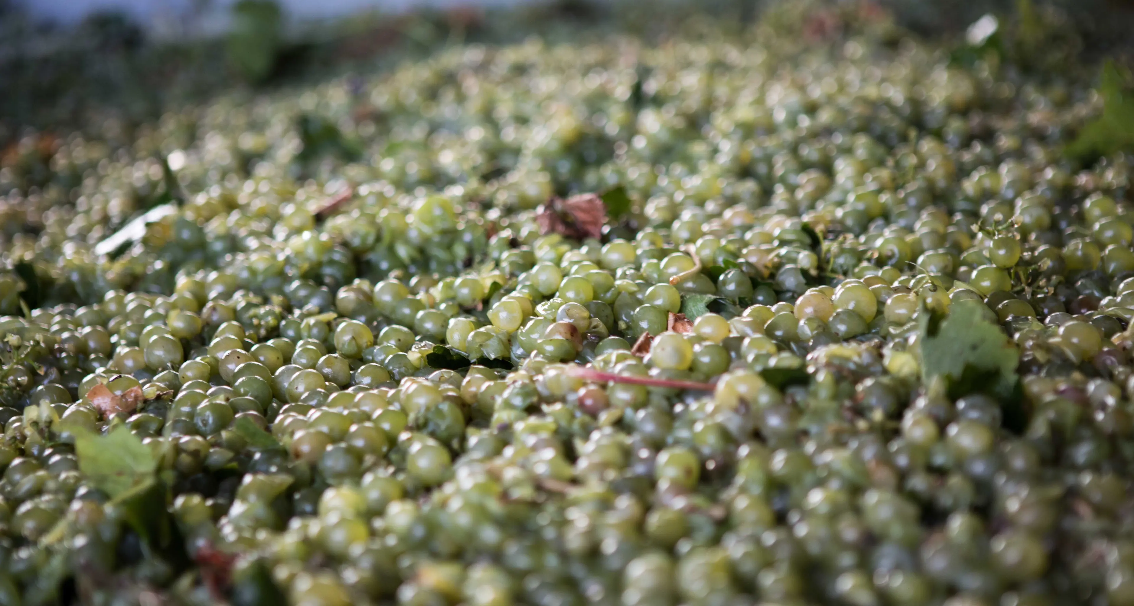 Prosecco continues to sparkle for local industry