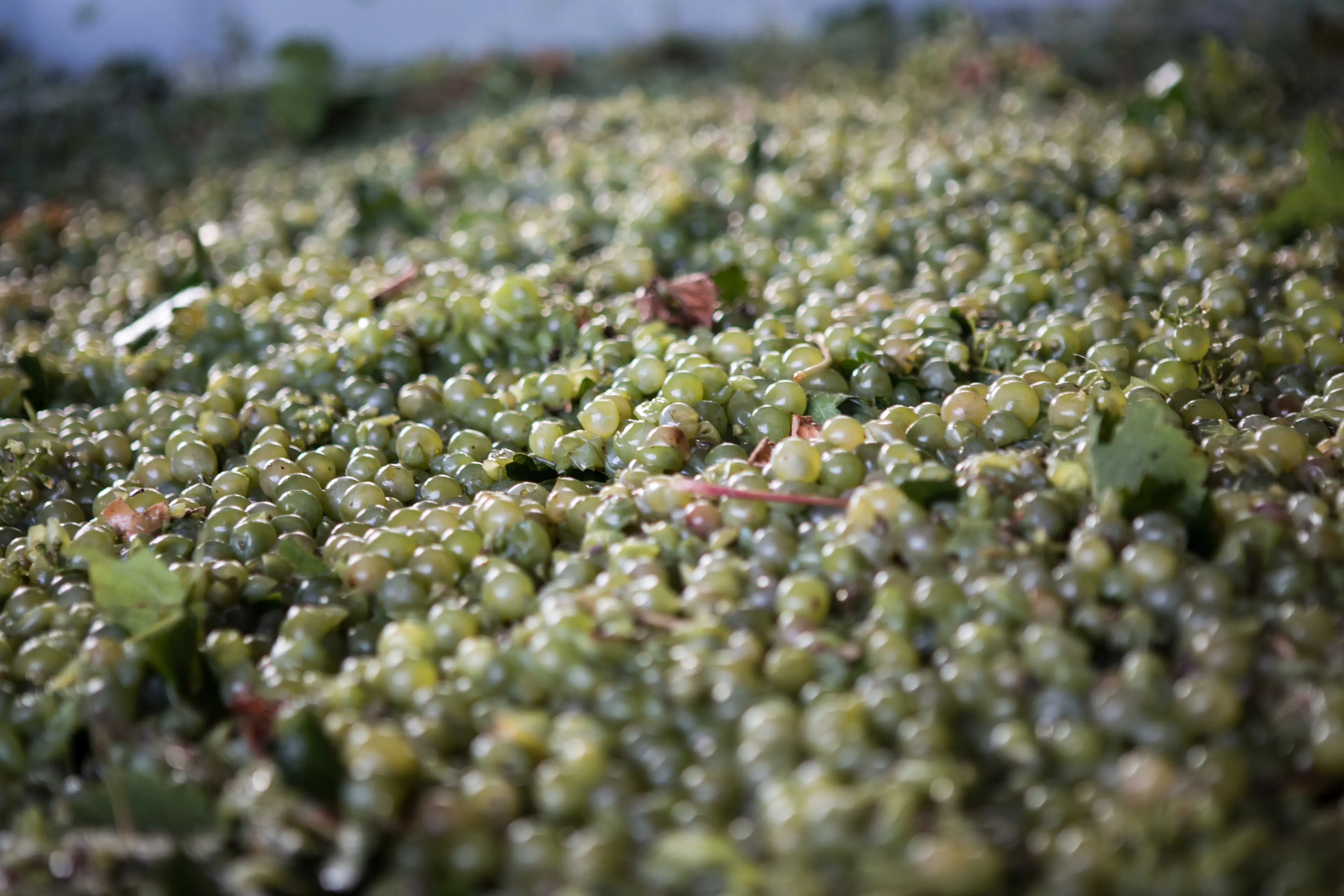 <p>STILL SPARKLING: The King Valley is still producing around 60 per cent of Australia\\'s in-demand Prosecco grapes. PHOTO: Marc Bongers </p>\\n